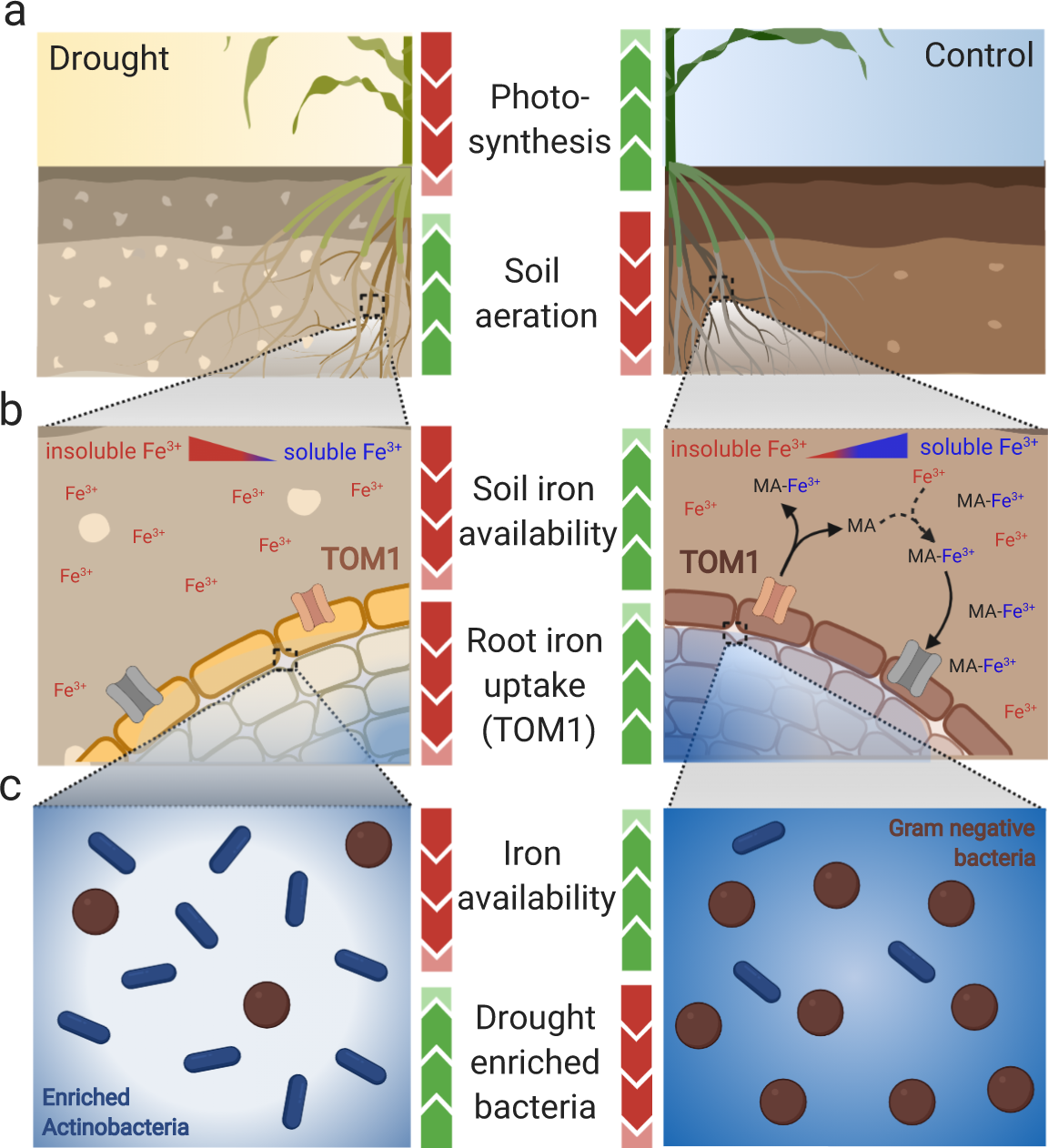 Fig. 8: Model of interaction between iron, drought, and the root microbiome.