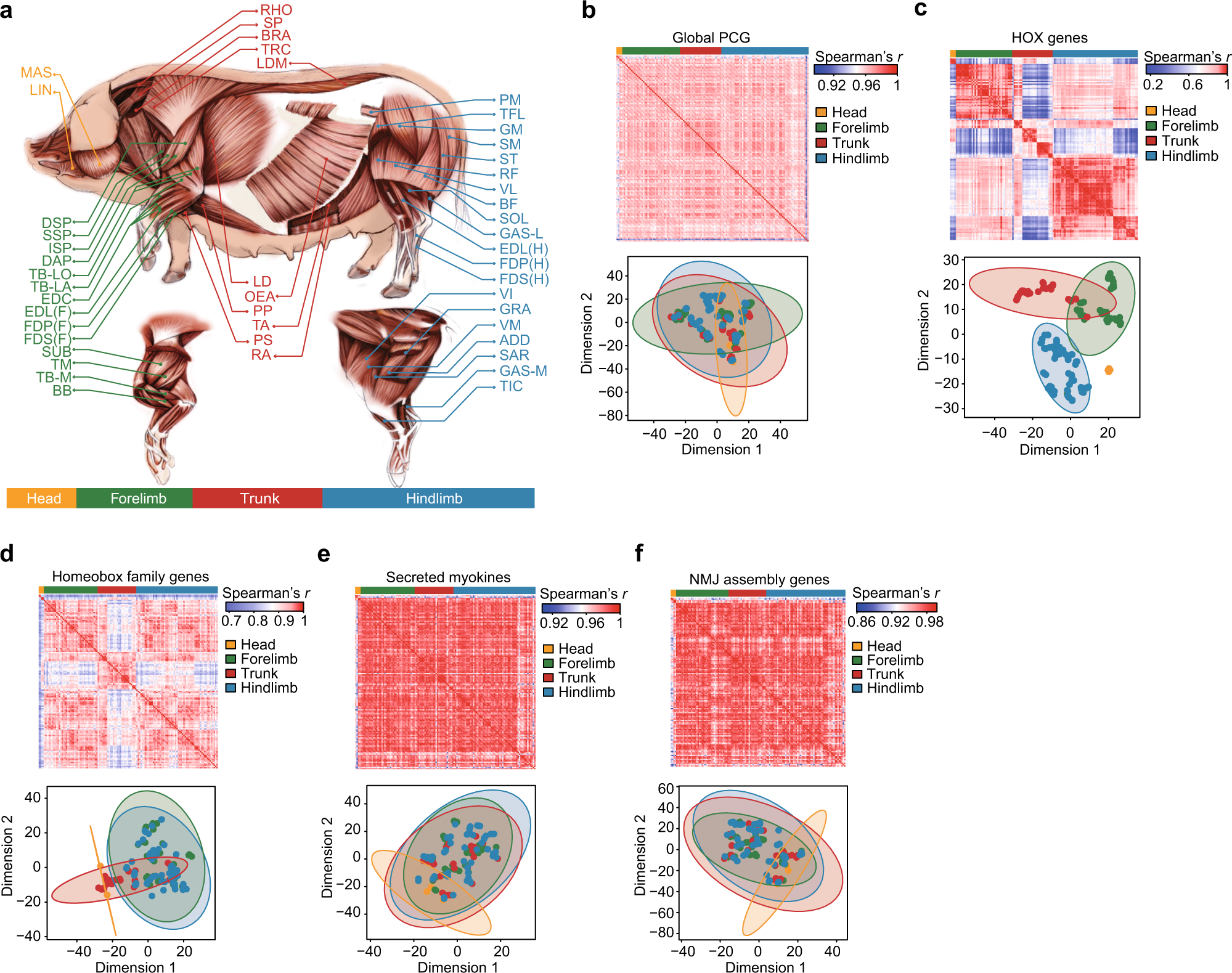 Fig. 3: The transcriptional diversity among SMTs.
