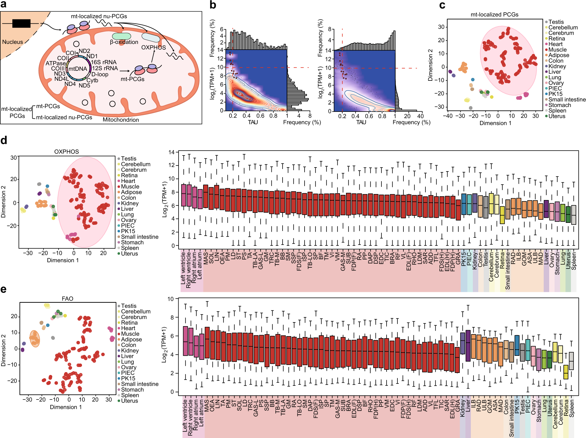 Fig. 5: Transcriptional patterns of diverse mitochondrial pathways across tissues.