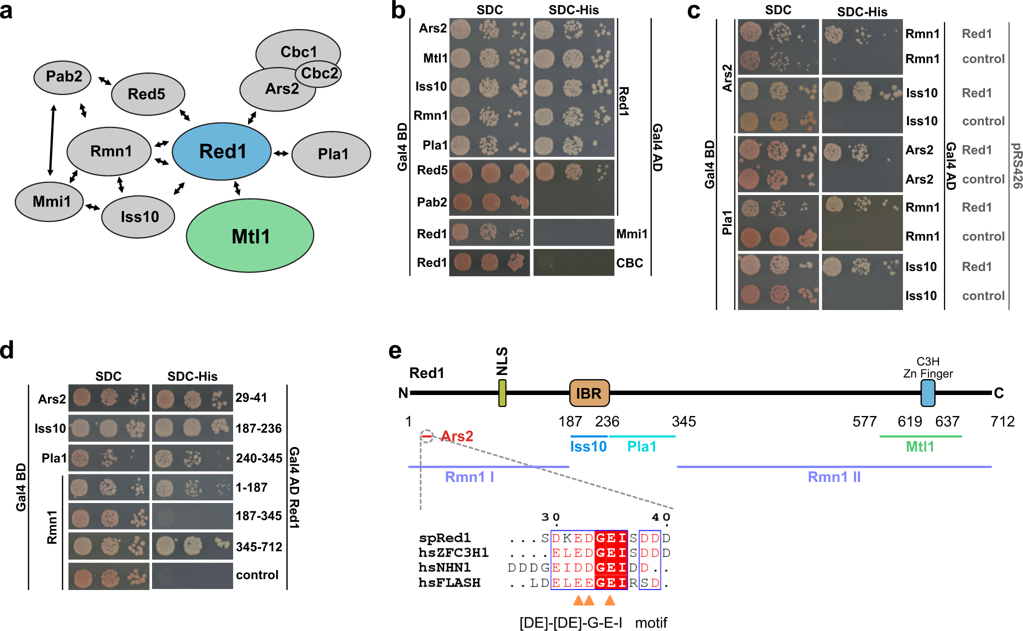 The zinc-finger protein Red1 orchestrates MTREC submodules and binds the  Mtl1 helicase arch domain | Nature Communications