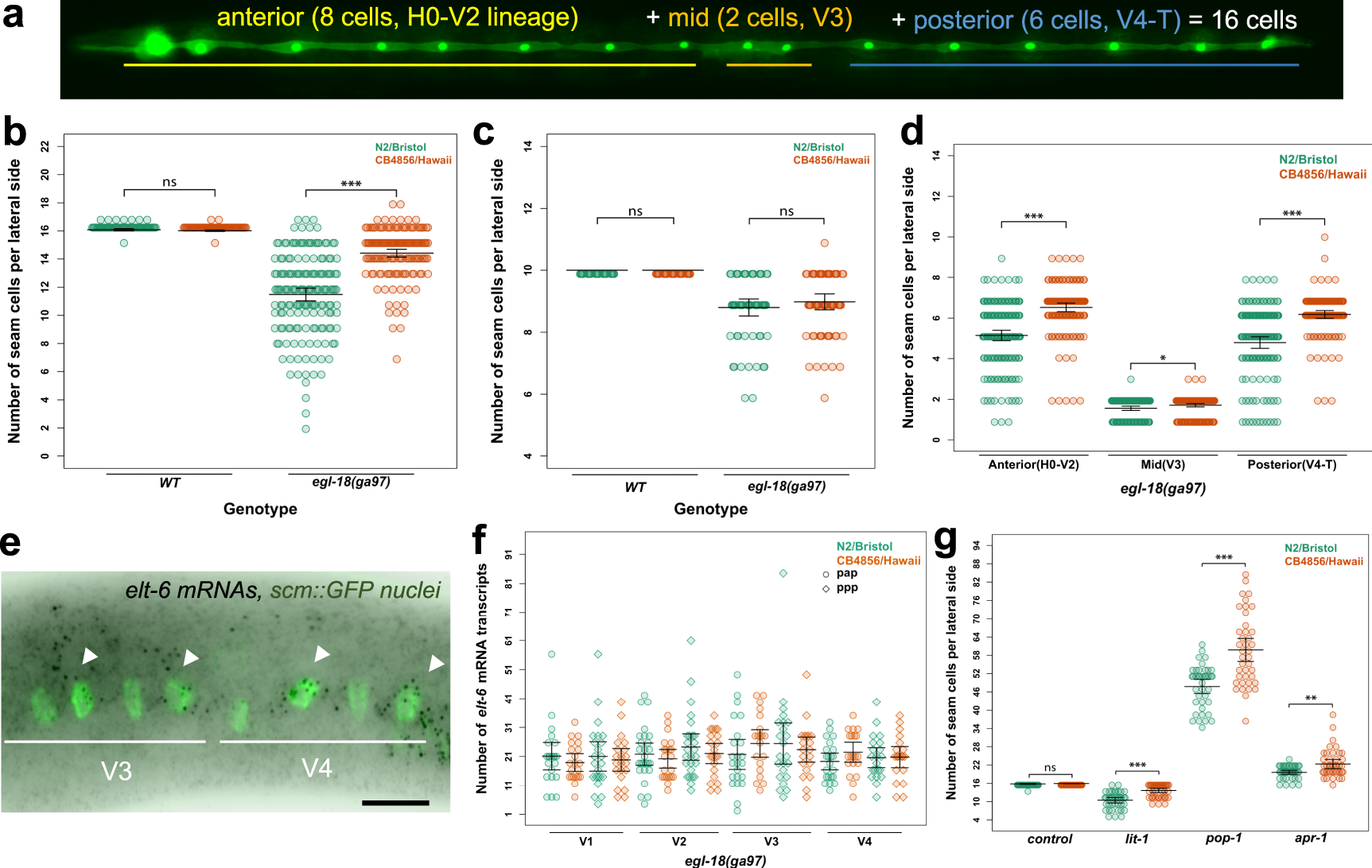 Cryptic Genetic Variation In A Heat Shock Protein Modifies The Outcome Of A Mutation Affecting Epidermal Stem Cell Development In C Elegans Nature Communications