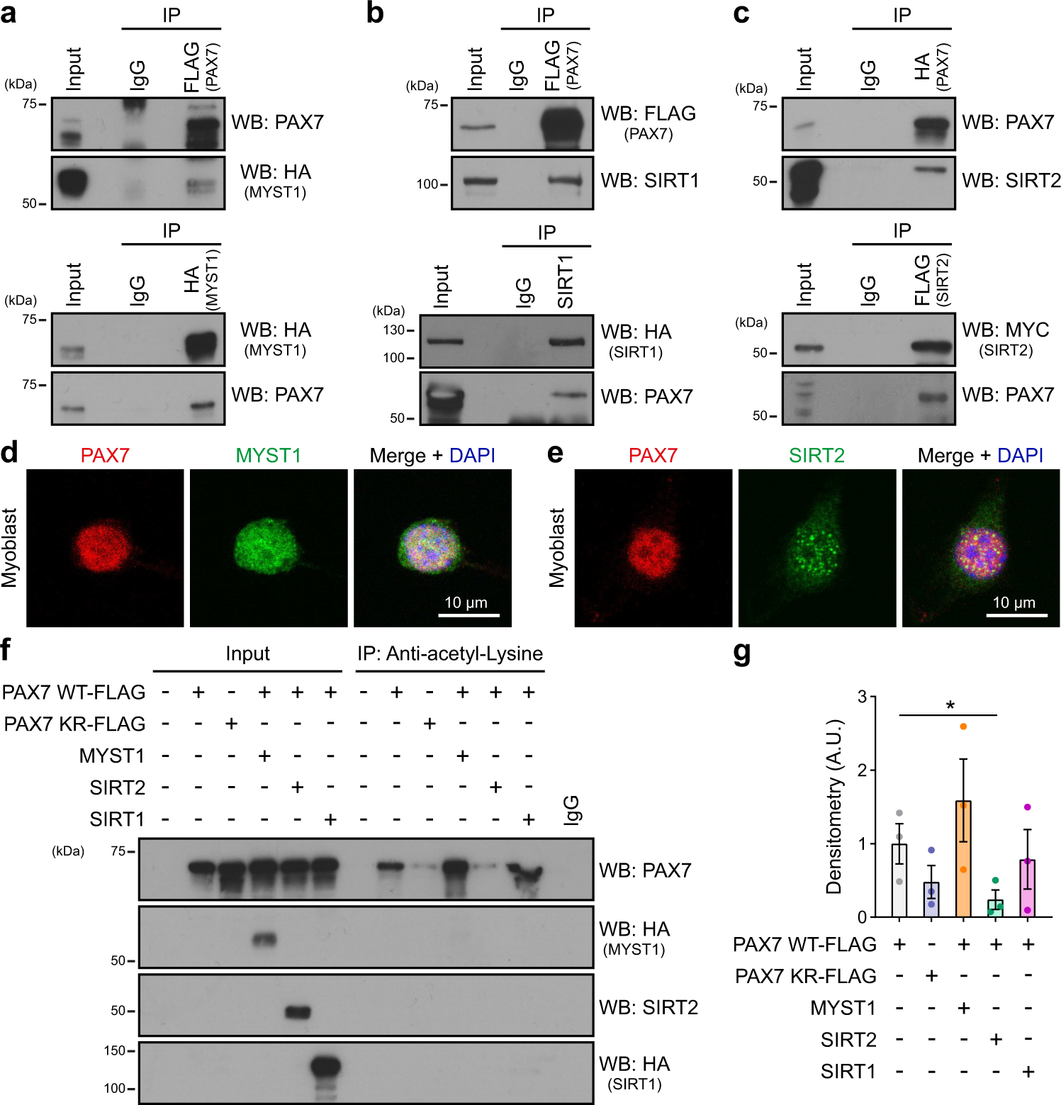 Fig. 2: PAX7 protein interacts with MYST1, SIRT1, and SIRT2.