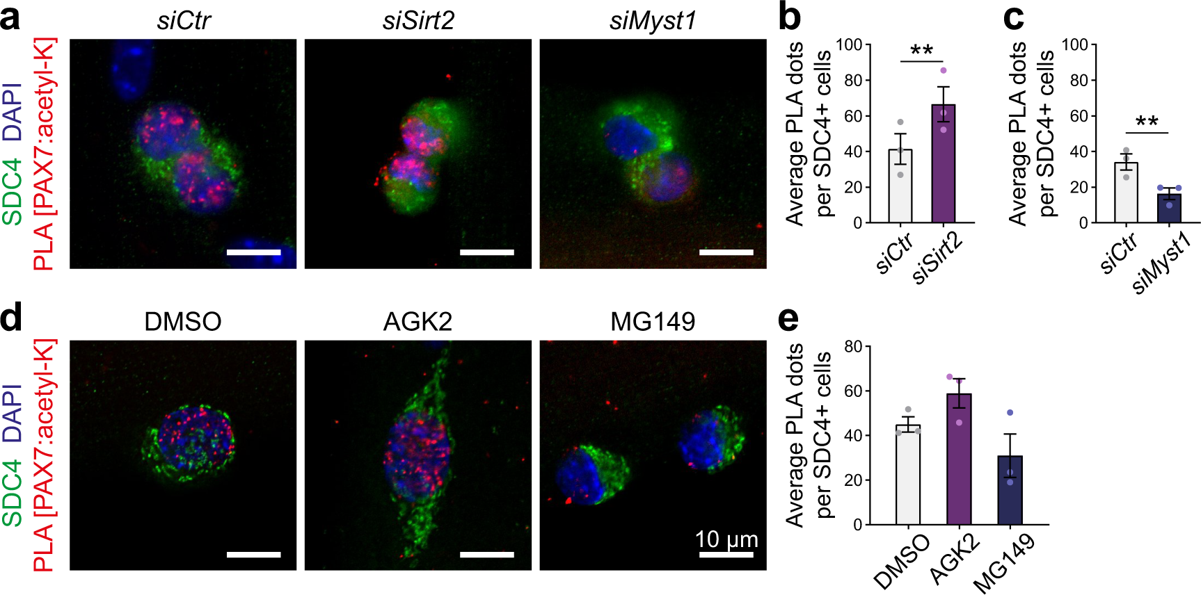 Fig. 4: MYST1 and SIRT2 control the level of PAX7 acetylation in satellite cells.
