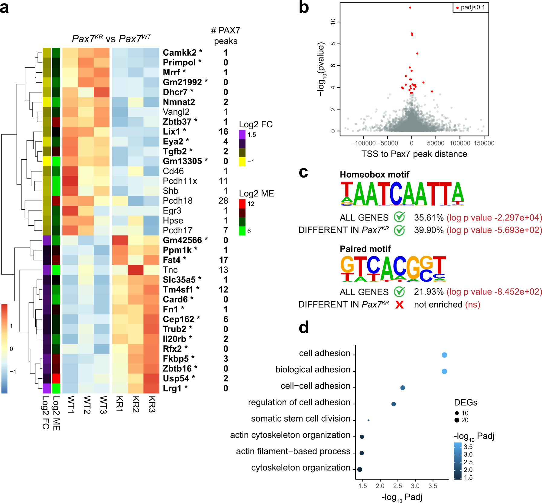 Fig. 8: PAX7 acetylation regulates target gene expression in satellite cells.