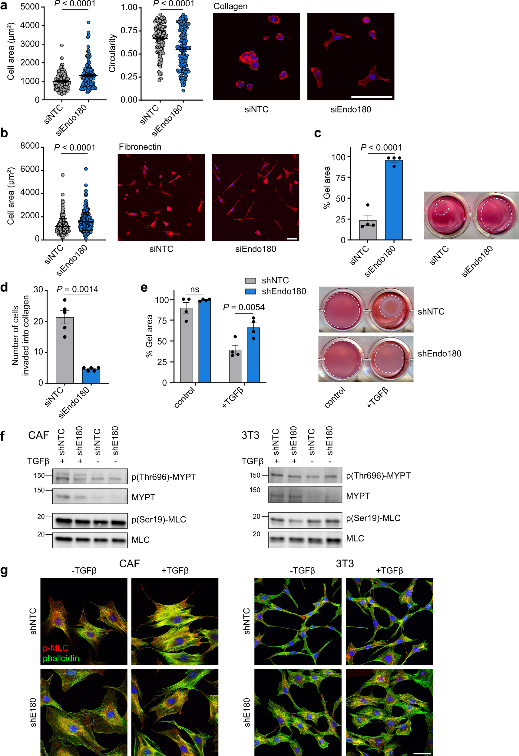 Fig. 4: Endo180-deficient fibroblasts show reduced contractility.