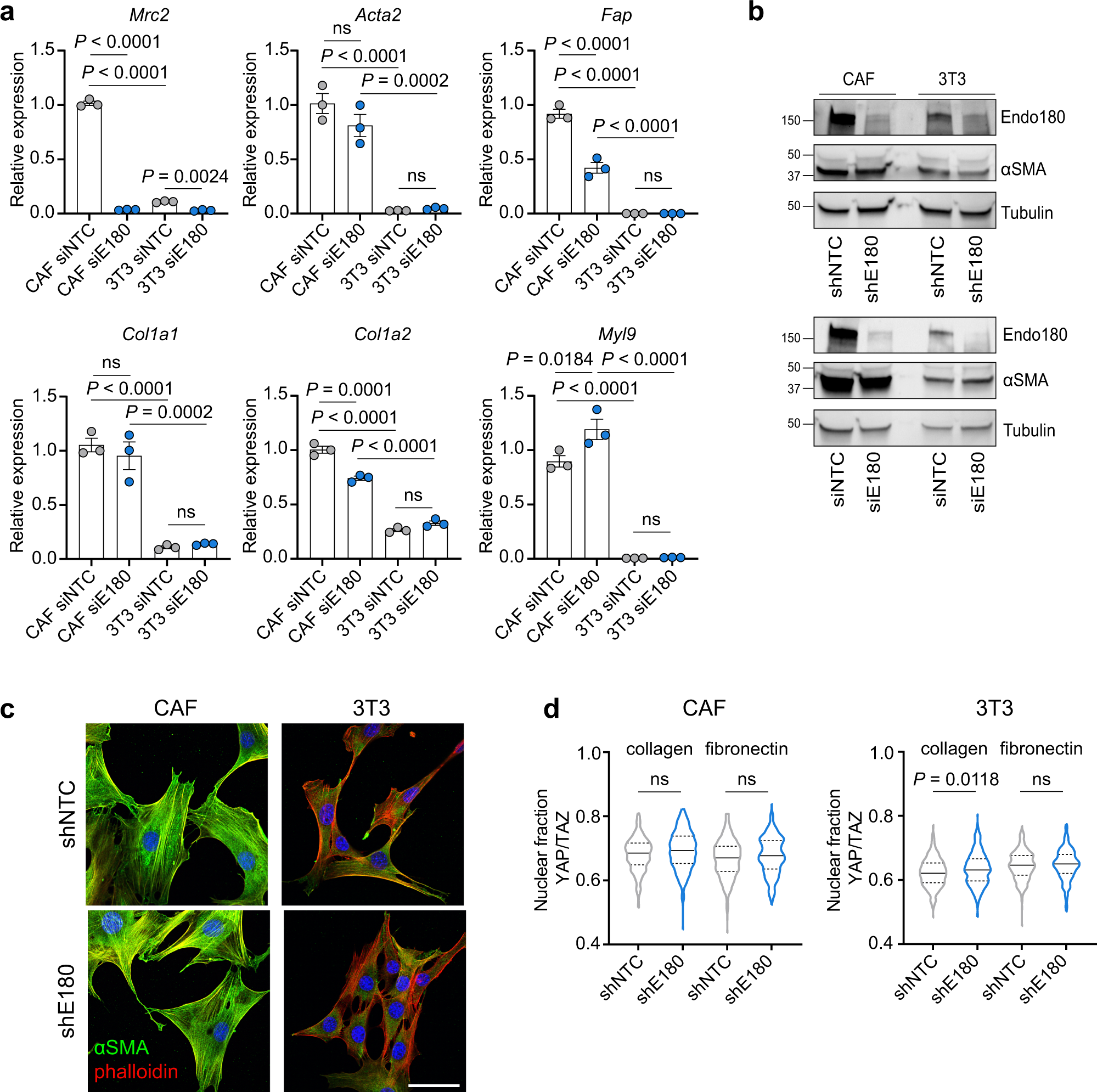Fig. 5: Endo180-deficient fibroblasts retain markers of activation.