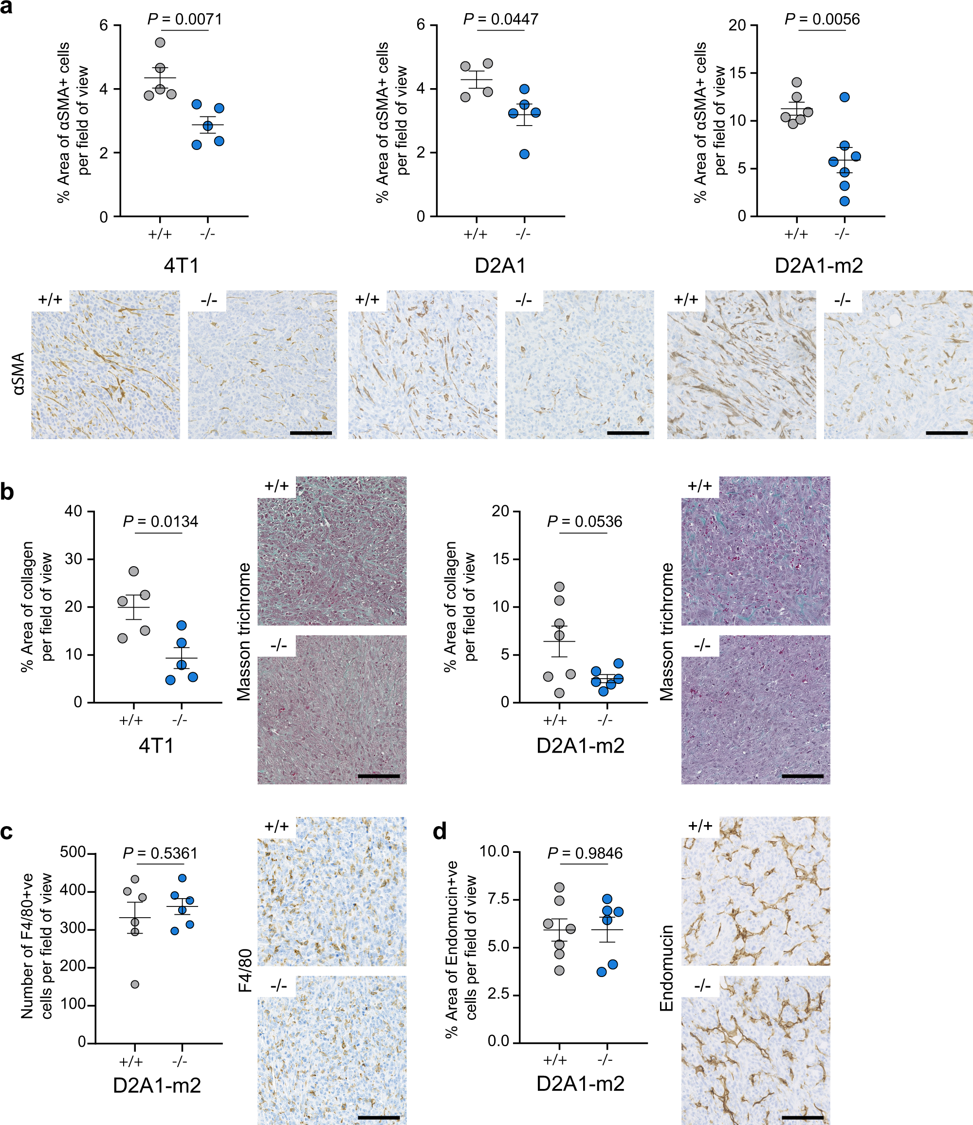 Fig. 7: Reduced fibroblast numbers and collagen deposition.