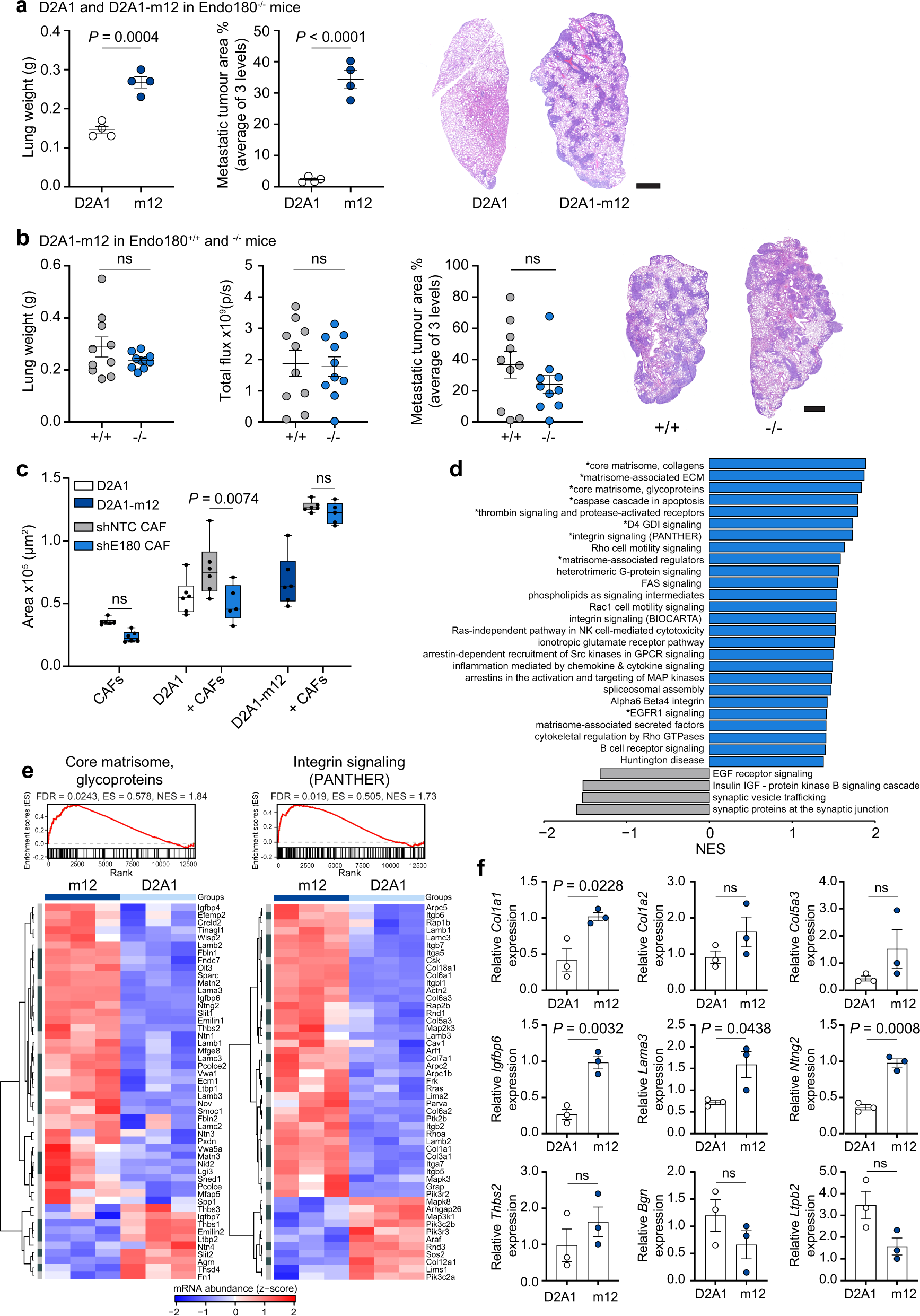 Fig. 8: Selected tumour sublines can overcome a defect in stromal Endo180.