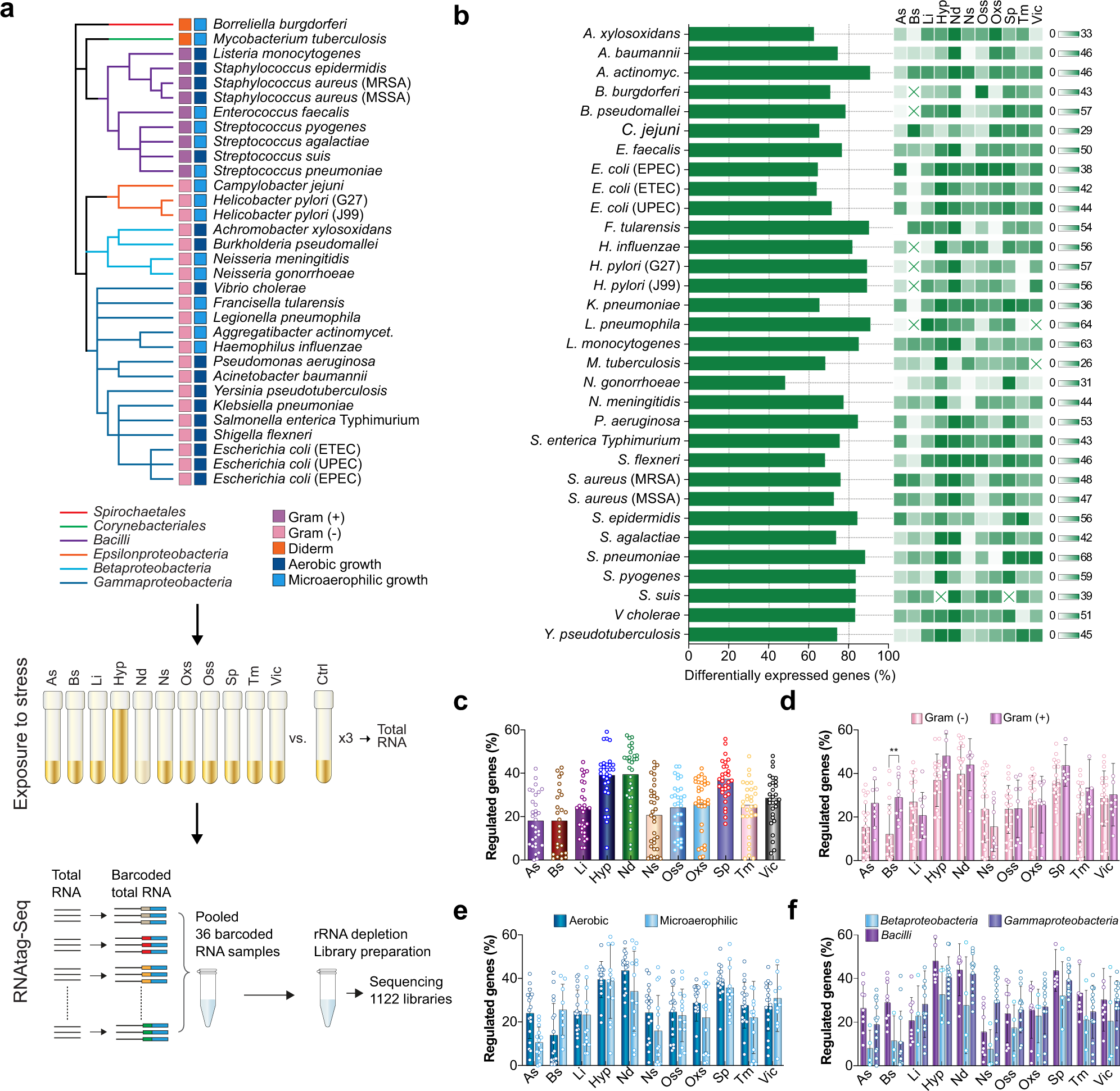 RNA atlas of human bacterial pathogens uncovers stress dynamics linked to  infection | Nature Communications