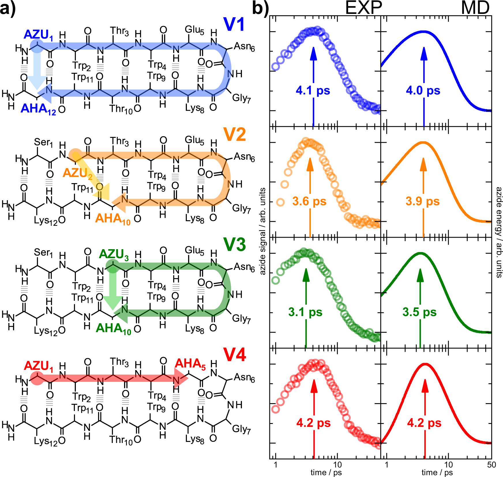 Fig. 2: Overview of the TrpZip2 variants and their measured and computed VET signals.