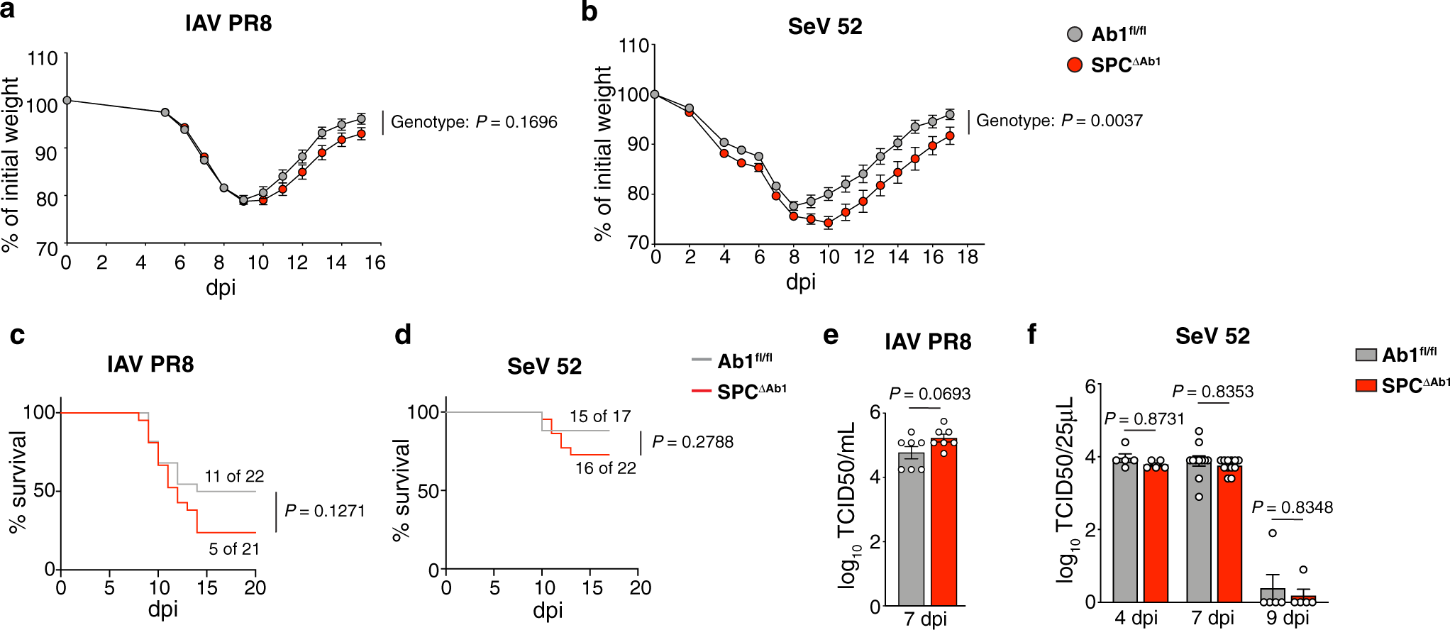Fig. 4: Loss of AT2 MHCII results in greater weight loss and reduced survival after respiratory viral infection.
