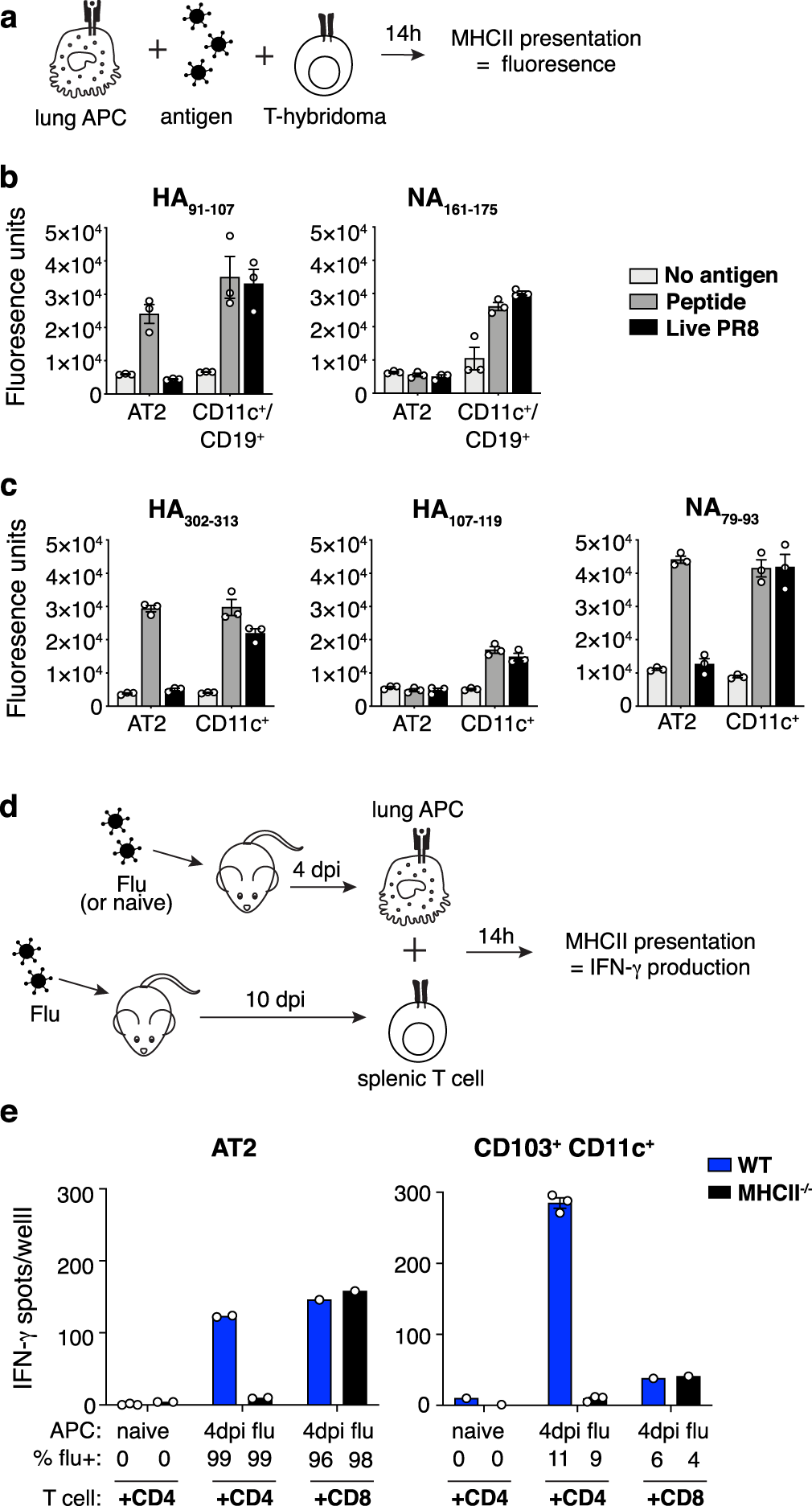 Fig. 5: AT2s exhibit a globally restricted capacity to present influenza virus epitopes via MHCII.