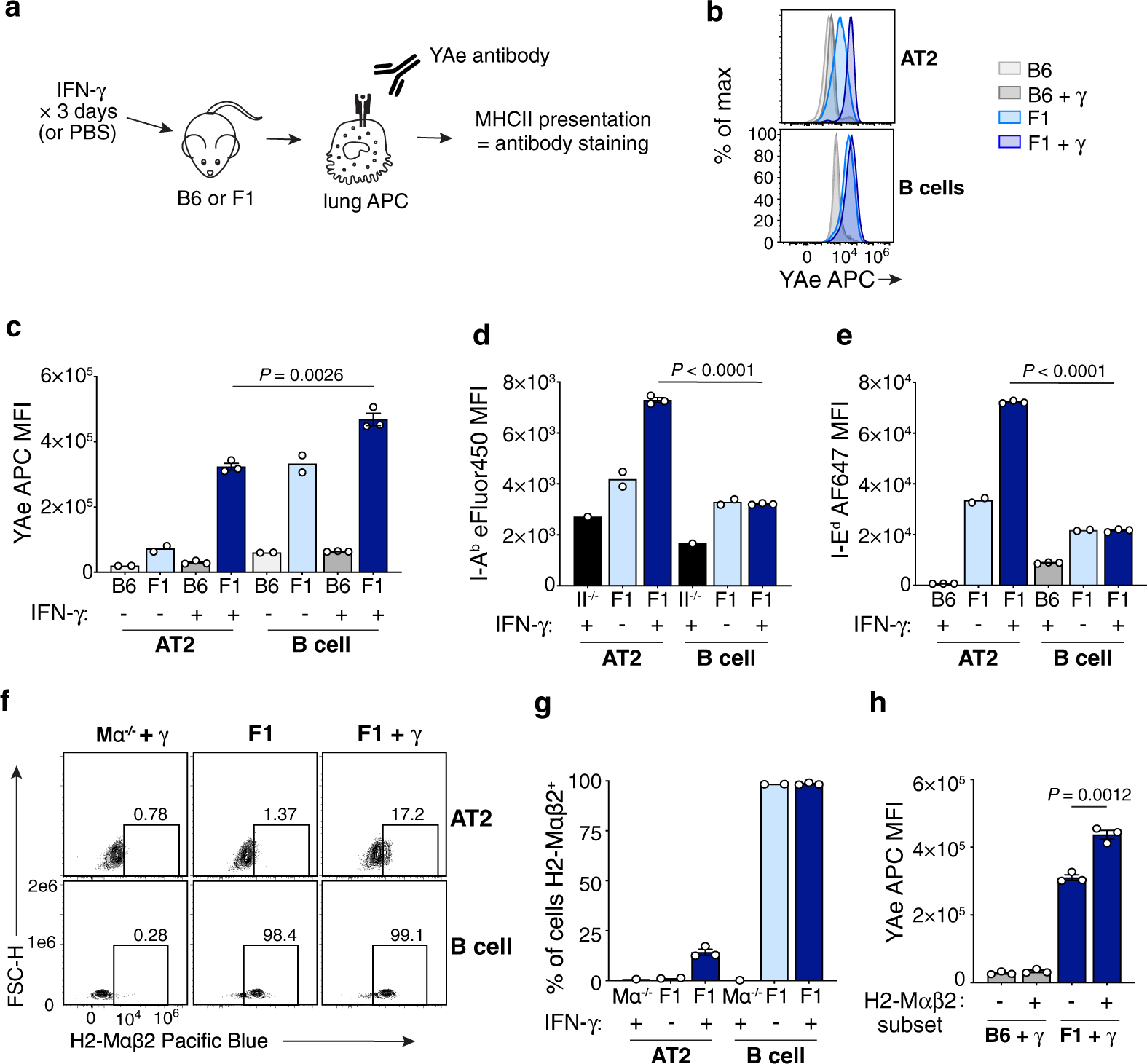 Fig. 6: AT2 MHCII presentation is enhanced in the setting of inflammation but remains limited.