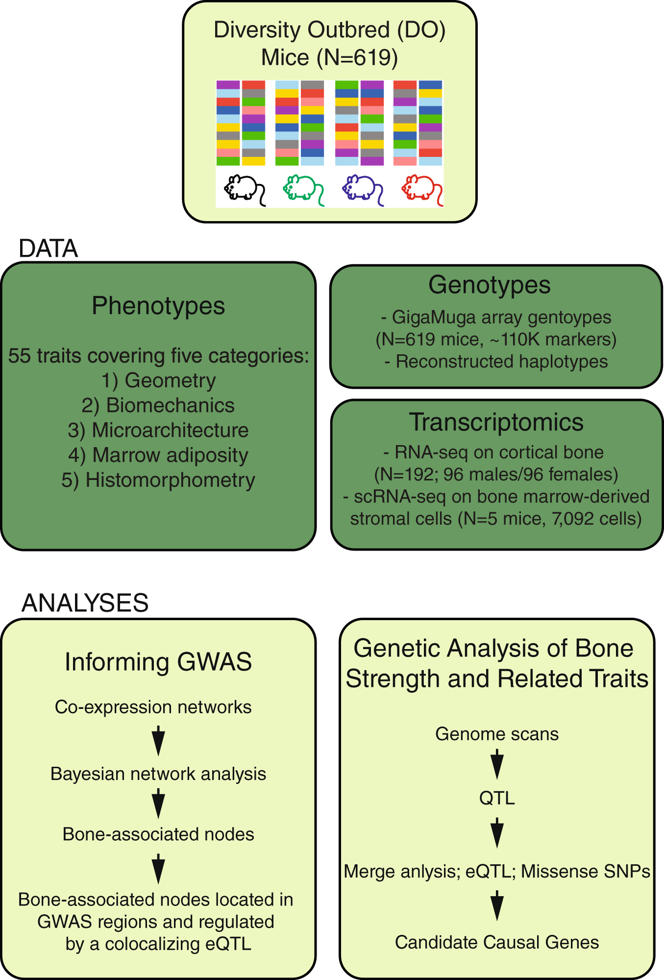 Systems genetics in diversity outbred mice inform BMD GWAS and identify  determinants of bone strength | Nature Communications