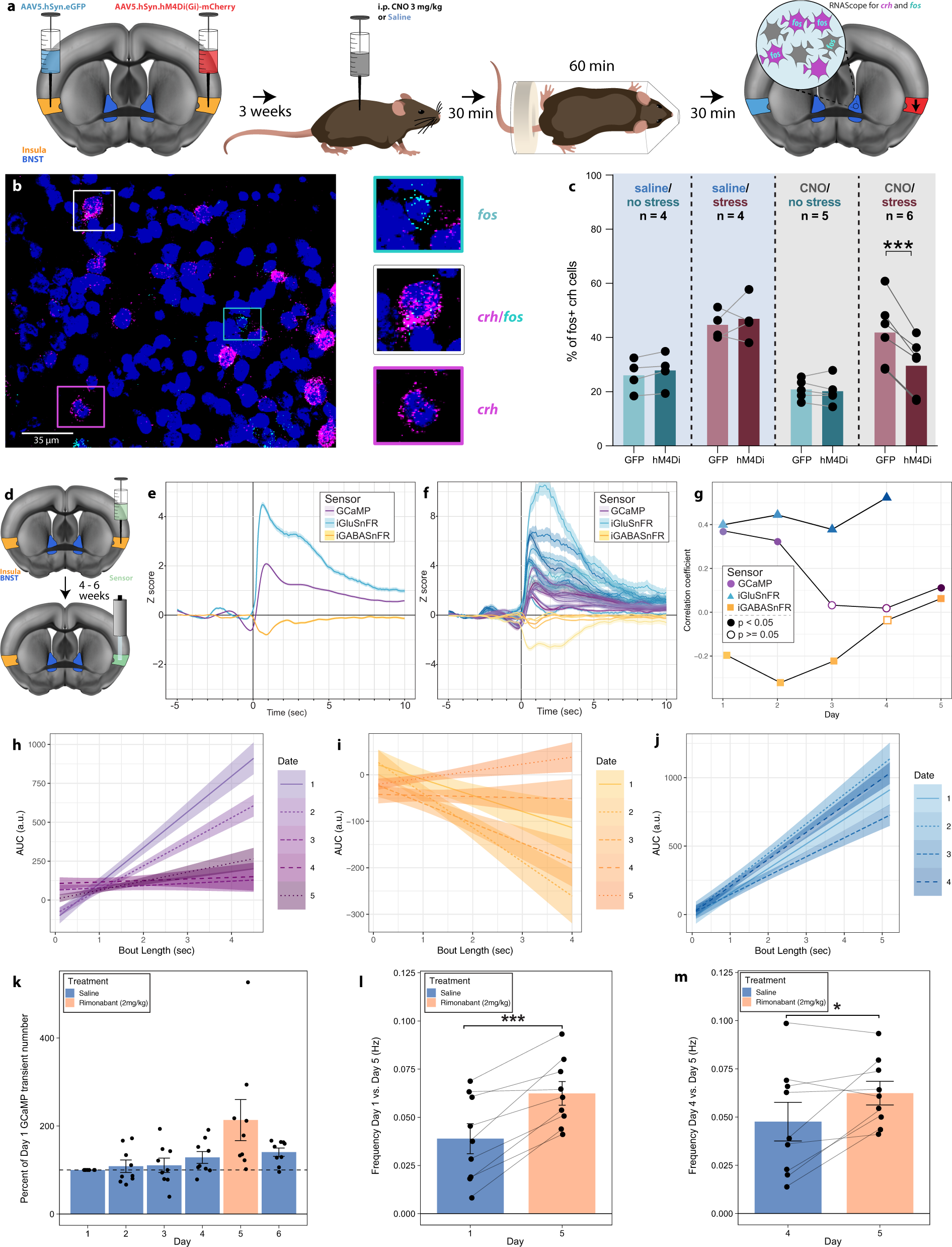Fig. 4: Insular Gi-DREADD activation decreases BNST fos expression after restraint stress, and insular transients are associated with struggling bouts.