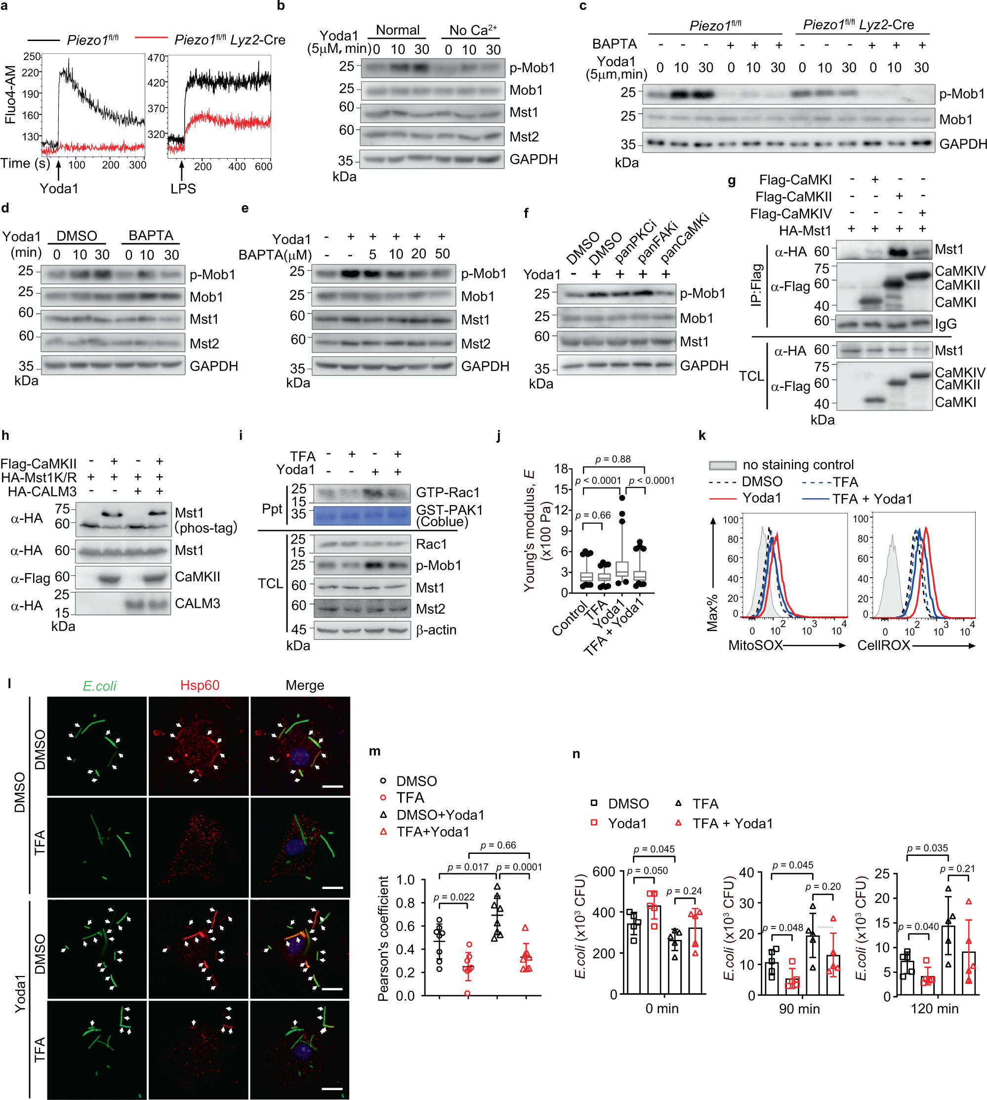 Fig. 6: Piezo1 activates kinases Mst1/2 through CaMKII.