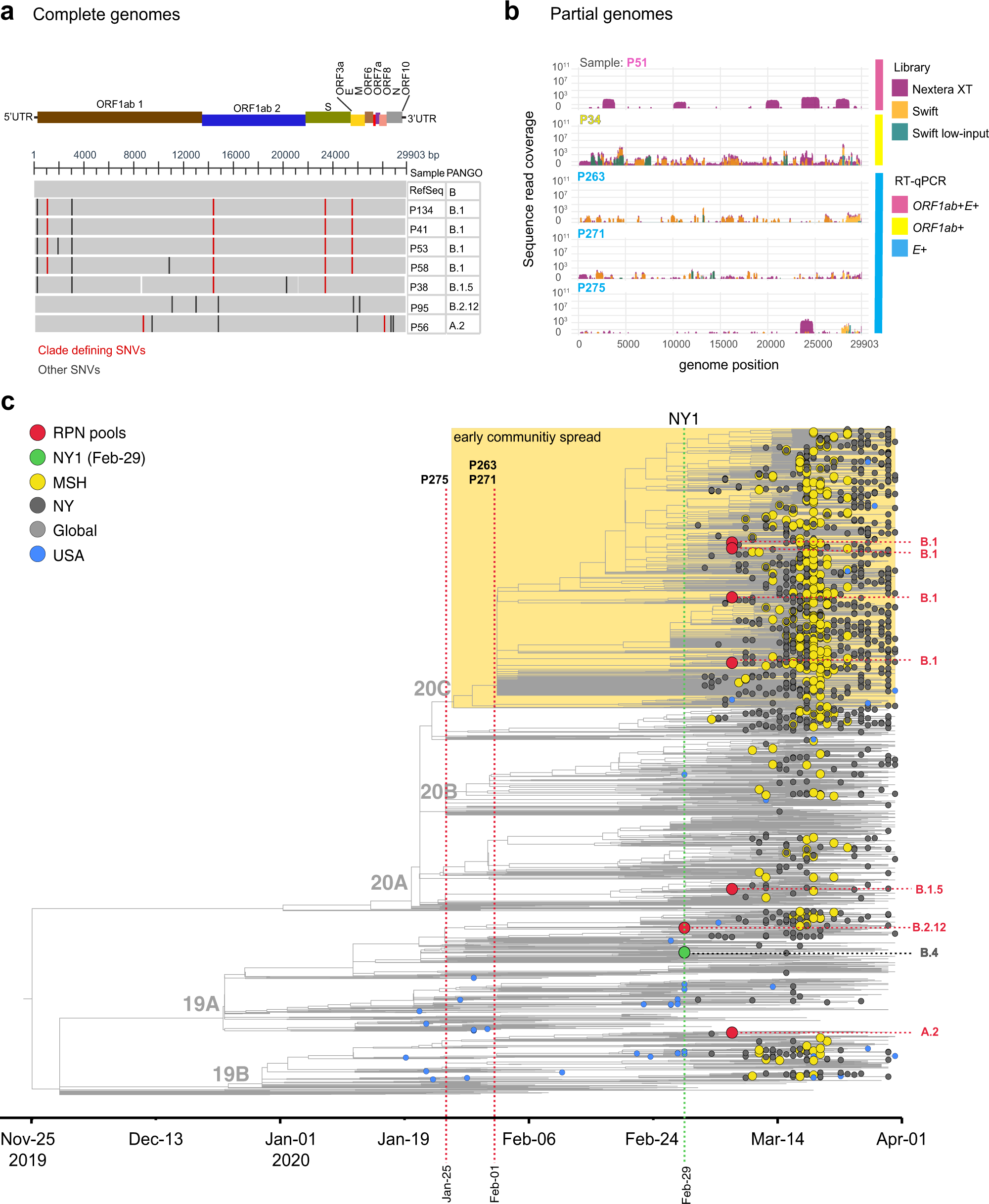 Fig. 2: Phylogenetic relationships of previously undetected SARS-CoV-2 and other NY and global isolates.