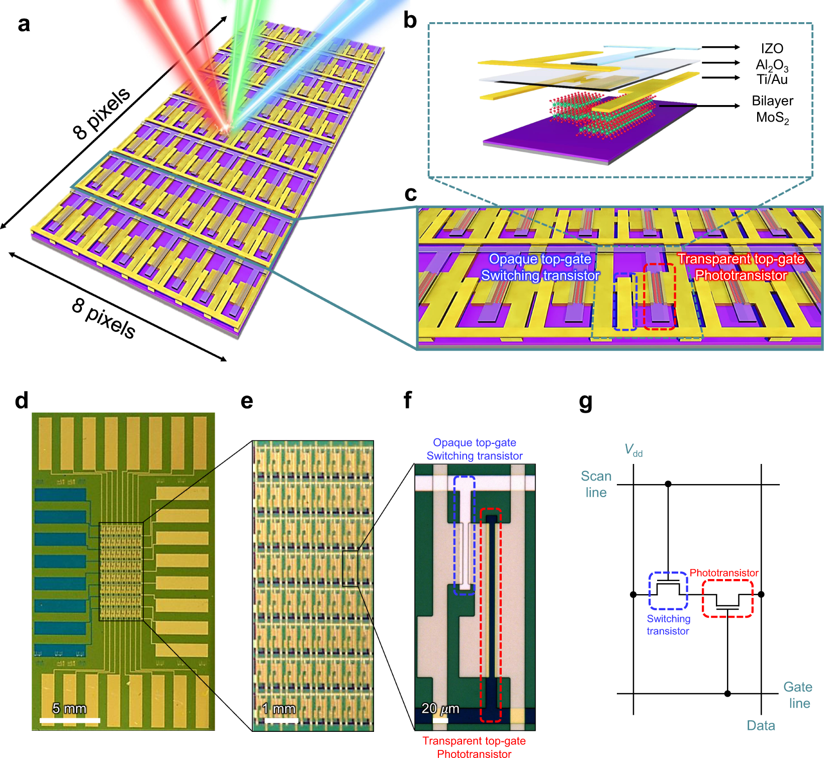 Highly sensitive active pixel image sensor array driven by large-area  bilayer MoS2 transistor circuitry | Nature Communications