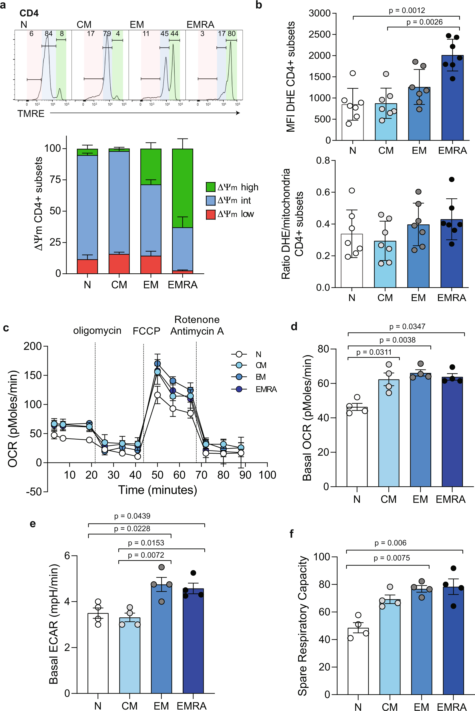 Fig. 2: CD4+ EMRA T cells have hyperpolarised mitochondria, but maintain normal T-cell metabolism.