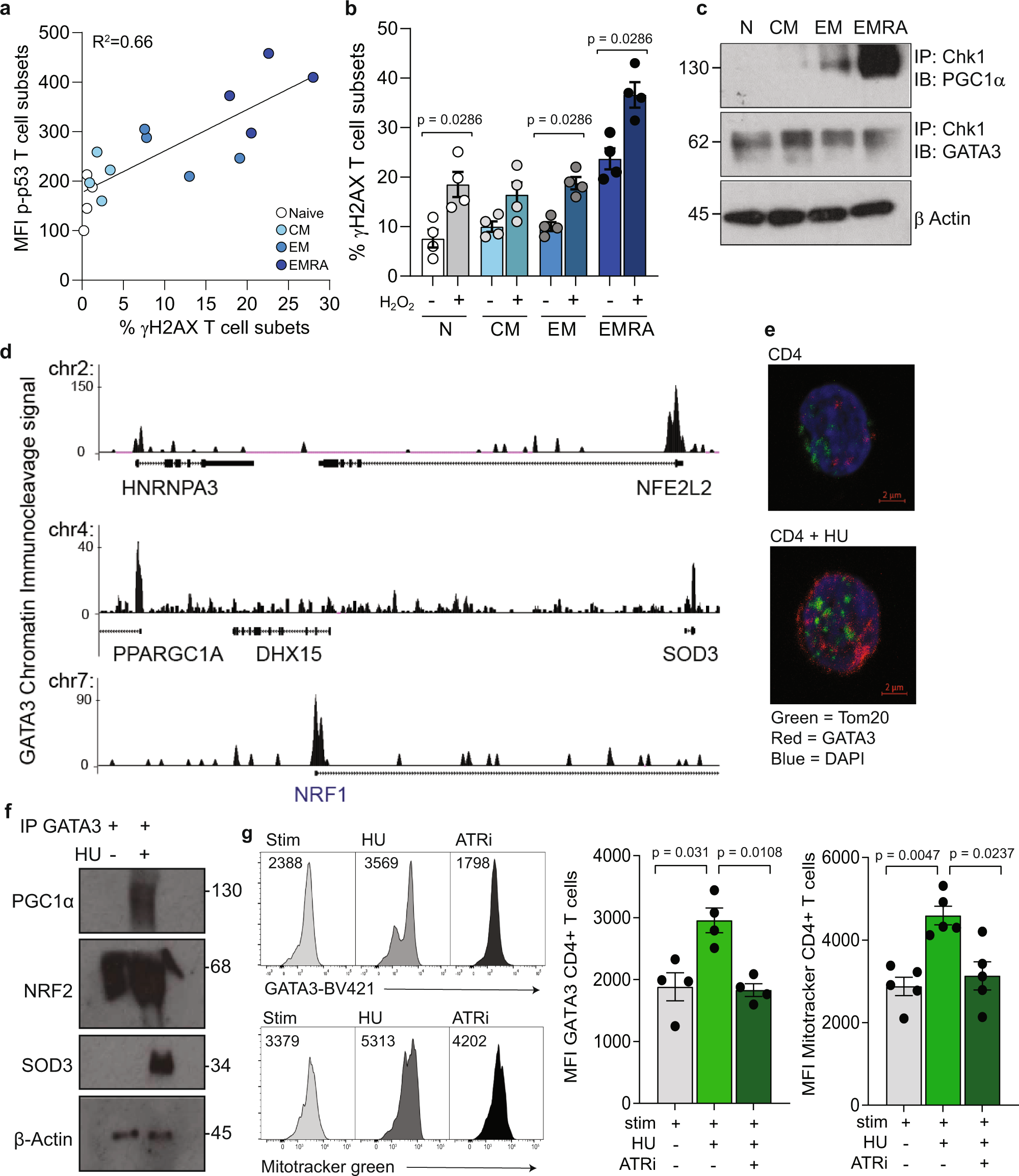 Fig. 3: DNA damage recruits a GATA3-PGC1α complex to induce mitochondria biogenesis in CD4+ EMRA T cells.