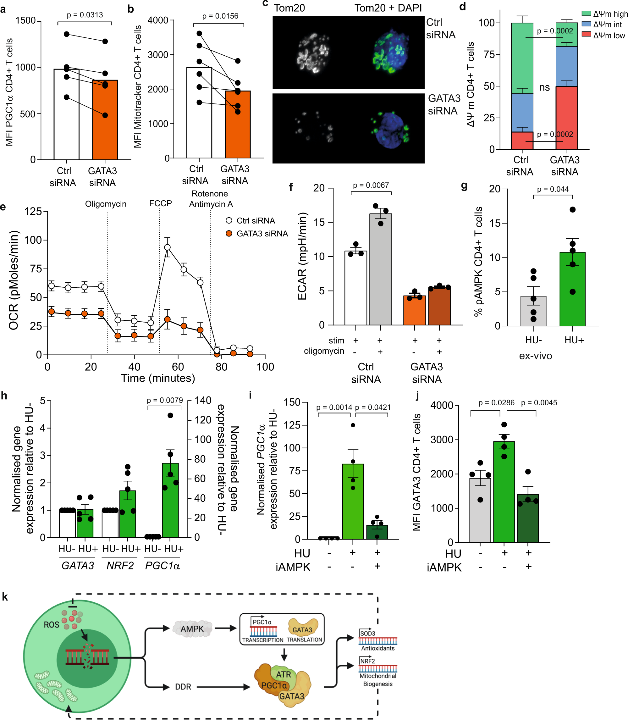 Fig. 4: GATA3 and AMPK regulate CD4+ T-cell metabolism and mitochondrial biogenesis.