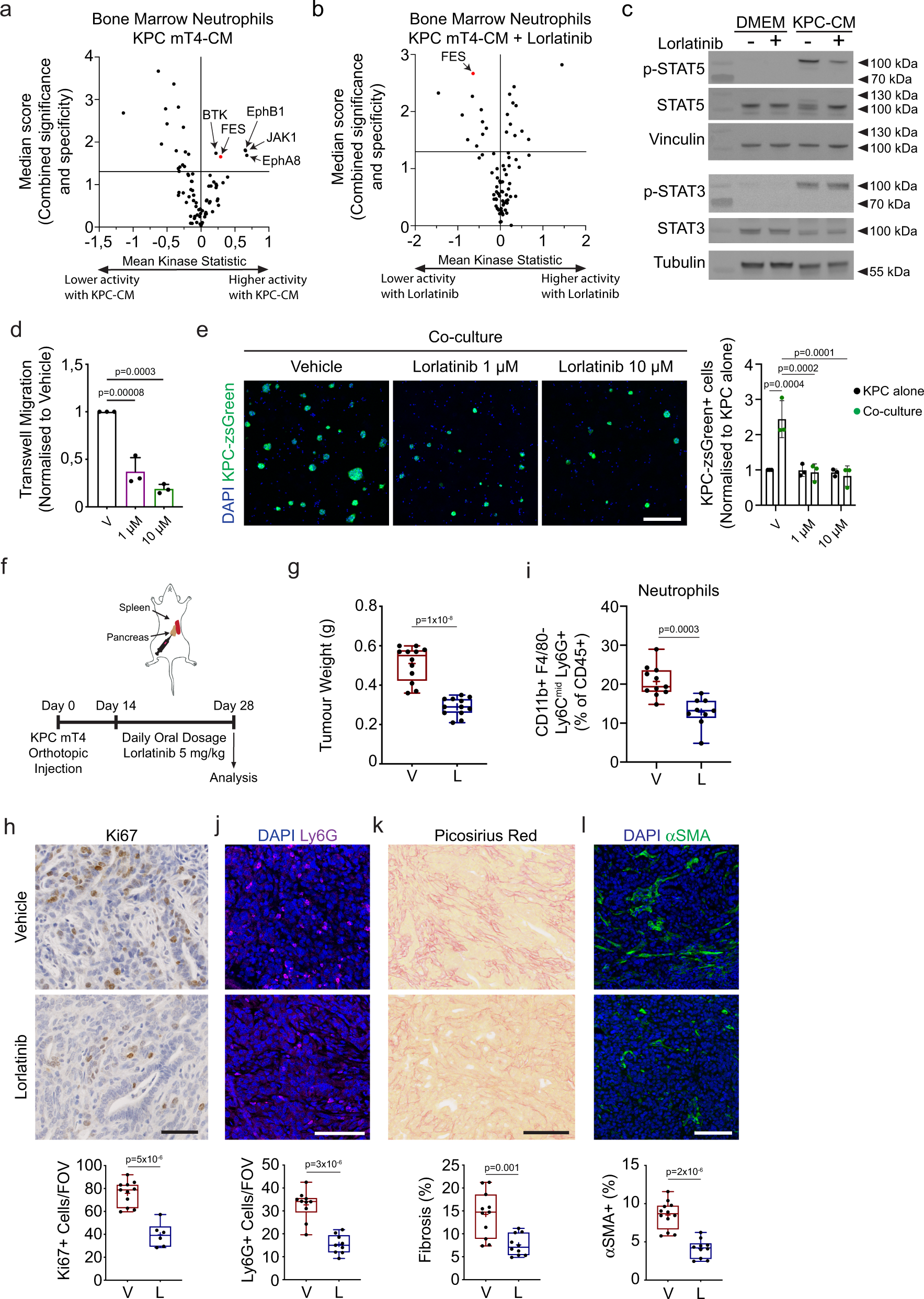 PDF) During early stages of cancer, neutrophils initiate anti