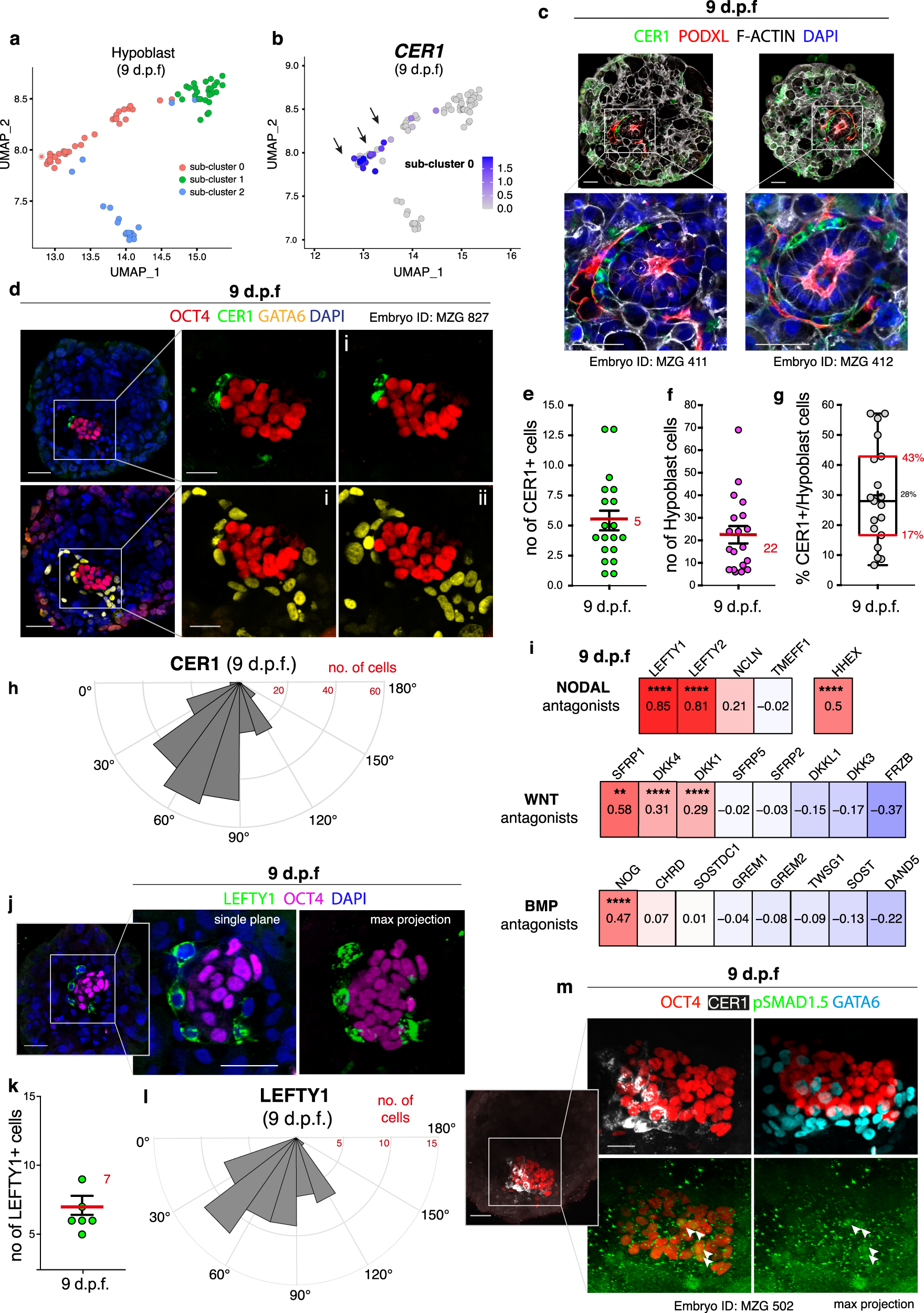 Fig. 3: Characterisation of the putative anterior hypoblast in human embryos at 9 d.p.f.