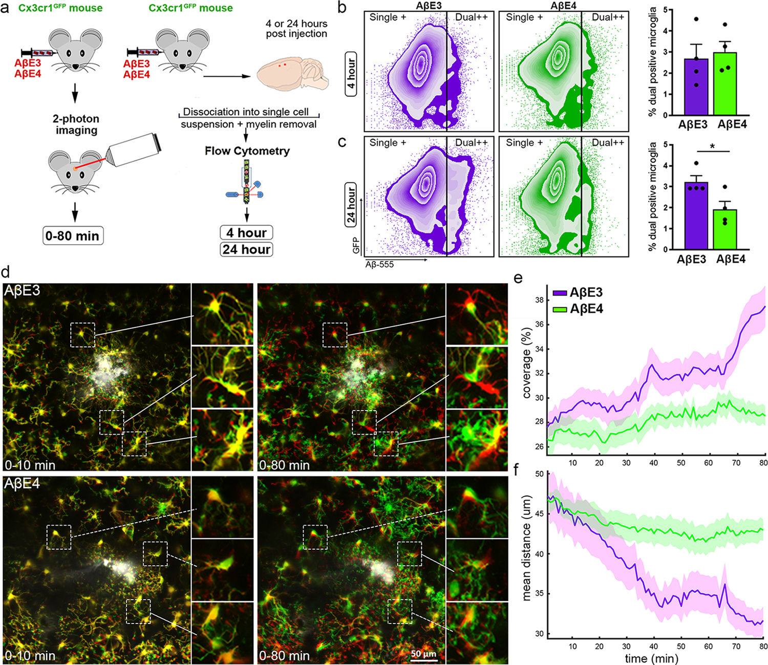 Fig. 3: Microglial interaction with Aβ is affected by APOE isoform.
