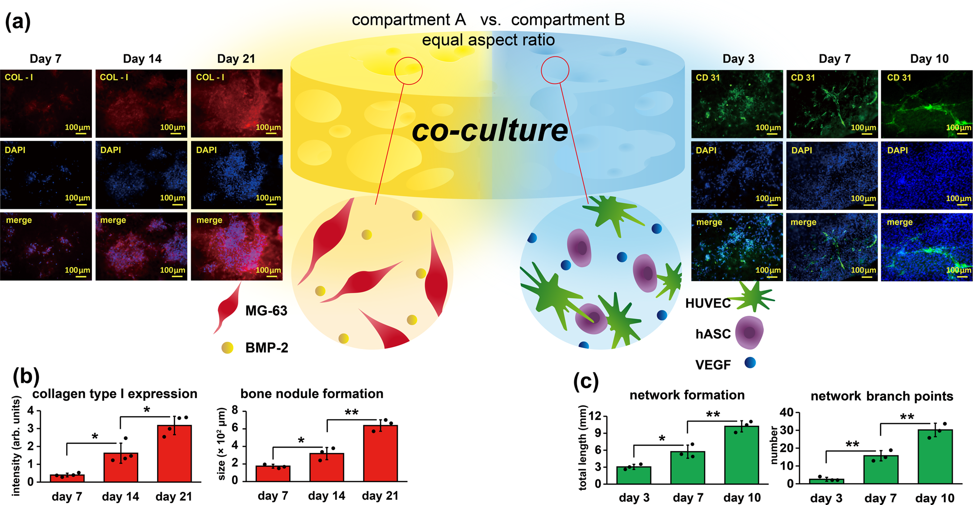 Fig. 4: Cell co-cultures of the modulated constructs with defined and customized compartments of A containing the combination of MG-63 and BMP-2, and compartment B containing HUVECs, hASCs, and VEGF.