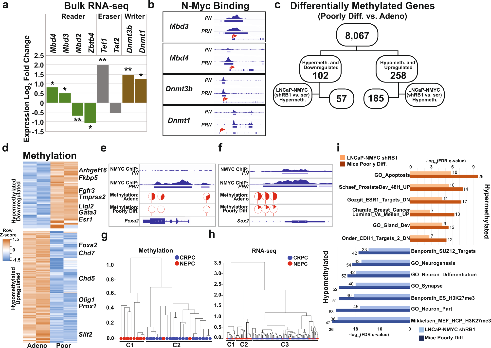 Fig. 7: N-Myc and Rb1 loss tumors adopt NEPC methylation programs.