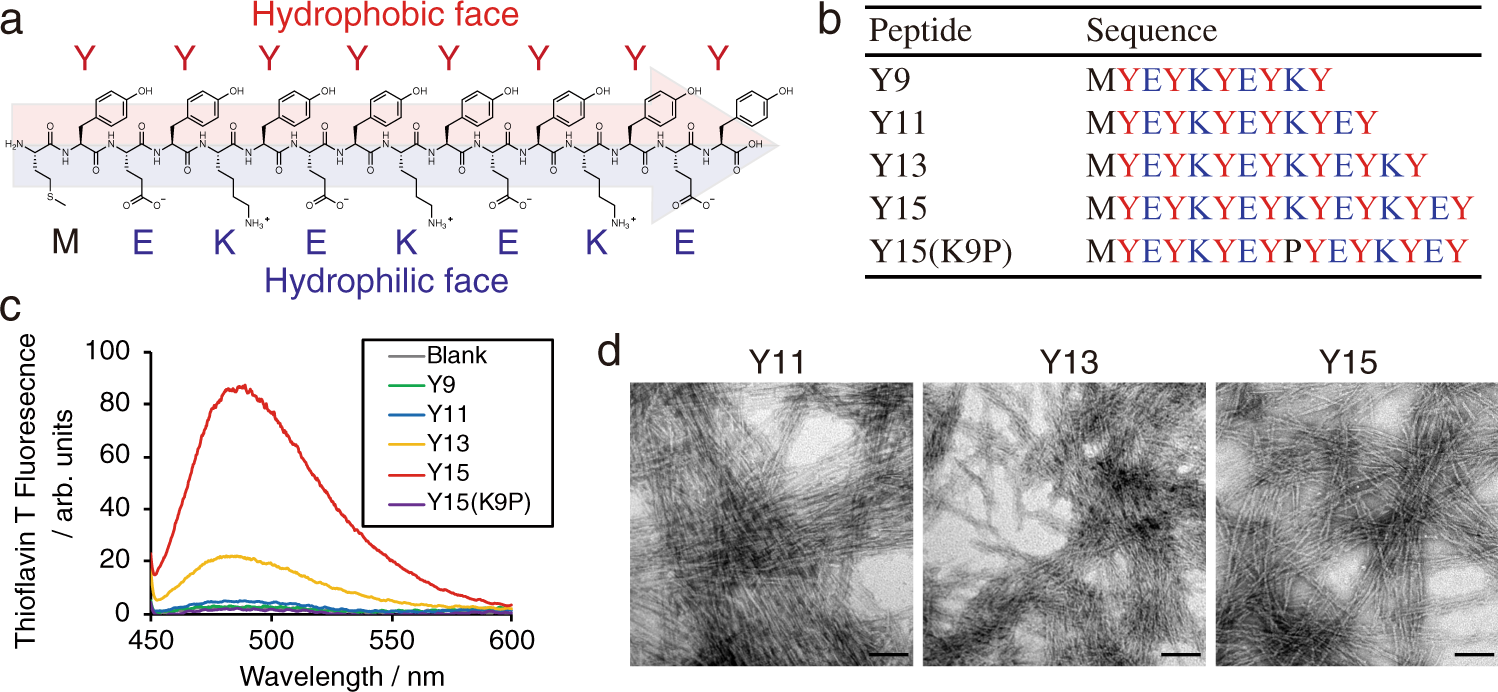 Overview of the single peptides tested for each vaccinee in the 870