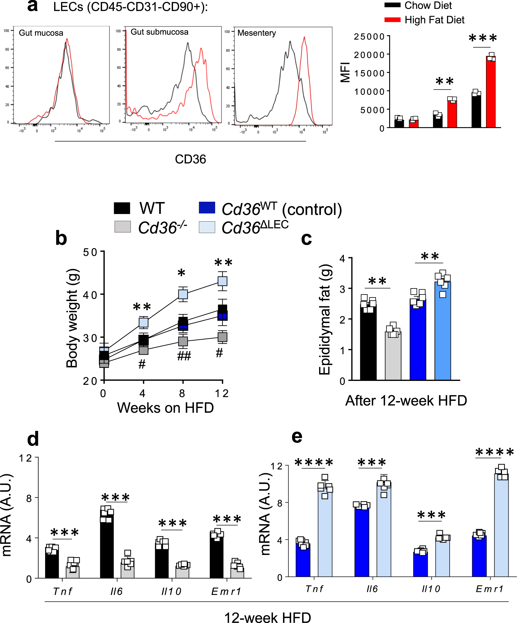Fig. 6: High-fat diet feeding induces obesity and adipose tissue inflammation in Cd36ΔLEC mice but not in Cd36−/− mice.