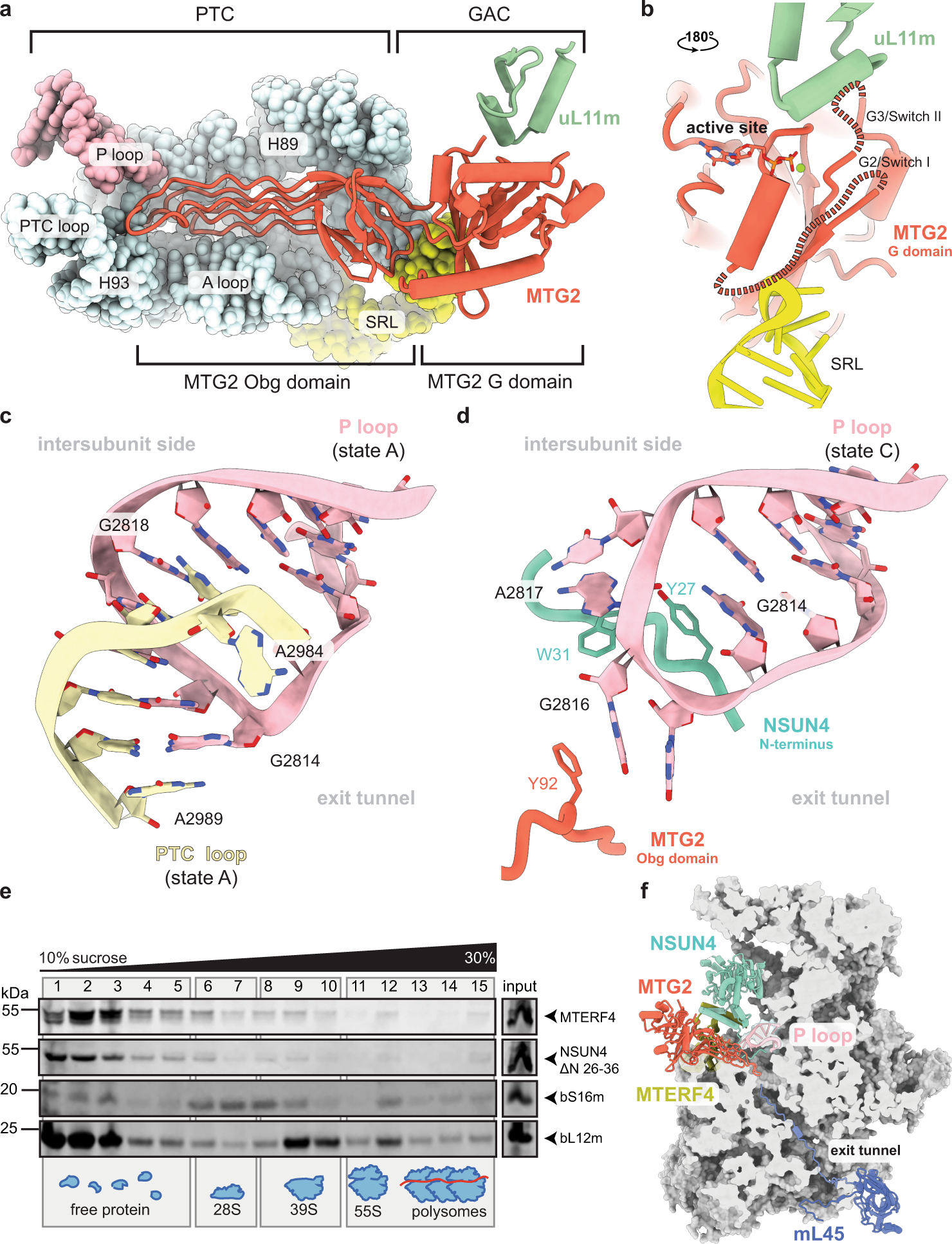 Fig. 3: Mitochondrial GTPase MTG2 interacts with the functional regions of the immature human mitoribosomal large subunit.