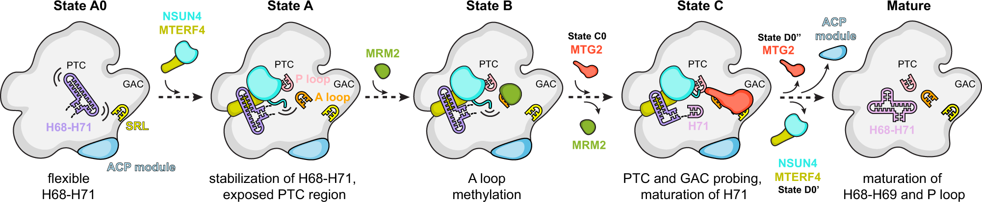 Fig. 4: Model for stepwise maturation of the human mitoribosomal large subunit aided by assembly factors.