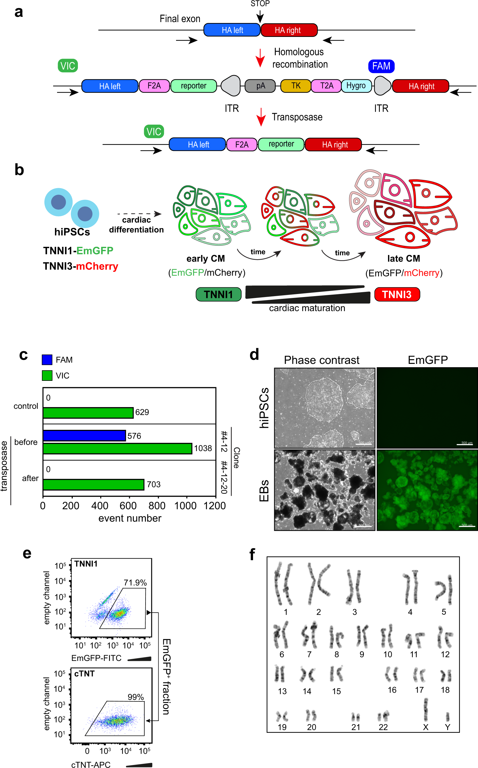 ERRγ enhances cardiac maturation with T-tubule formation in human  iPSC-derived cardiomyocytes | Nature Communications