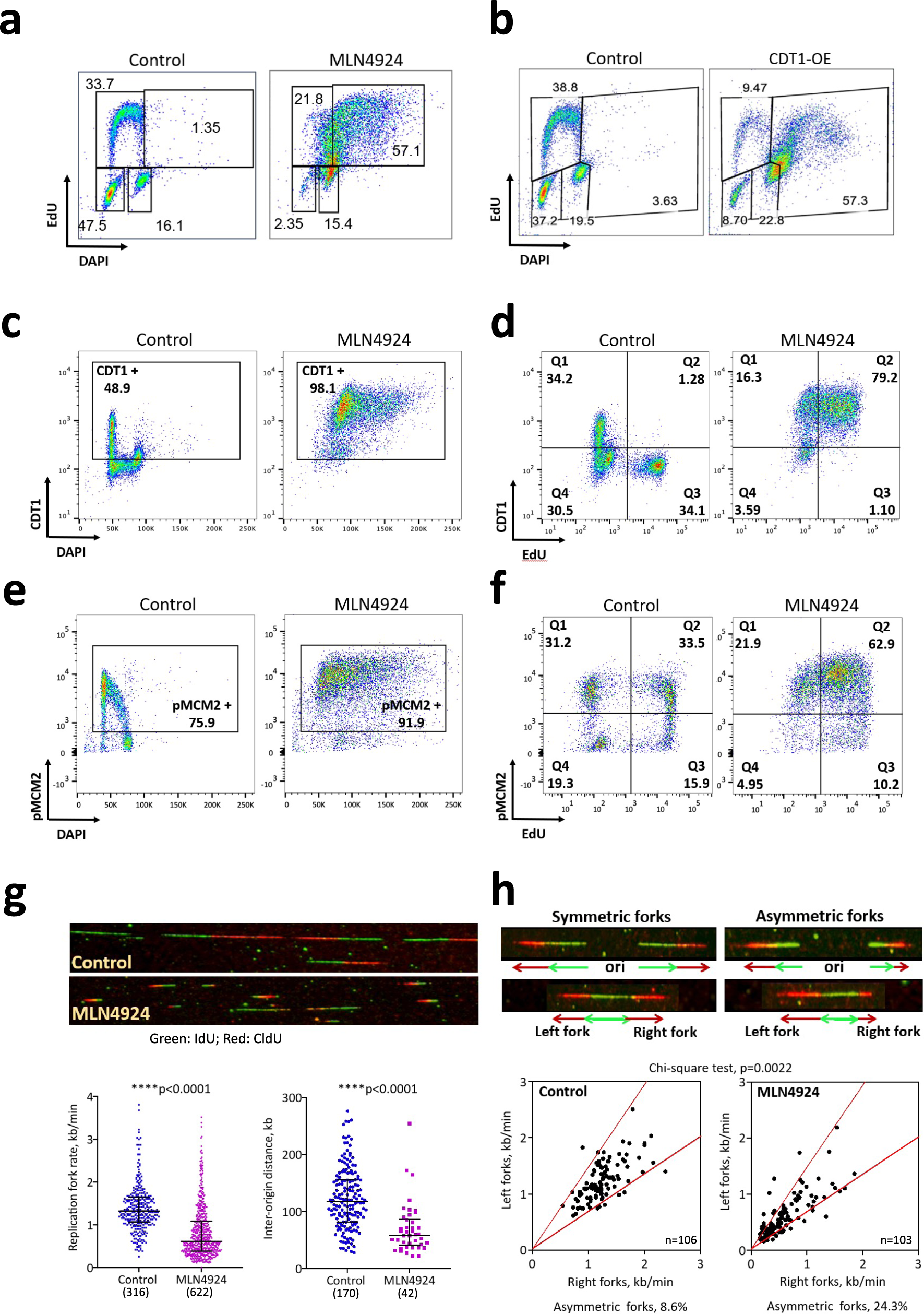 Fig. 1: Massive genome re-replication is accompanied by altered replication dynamics.