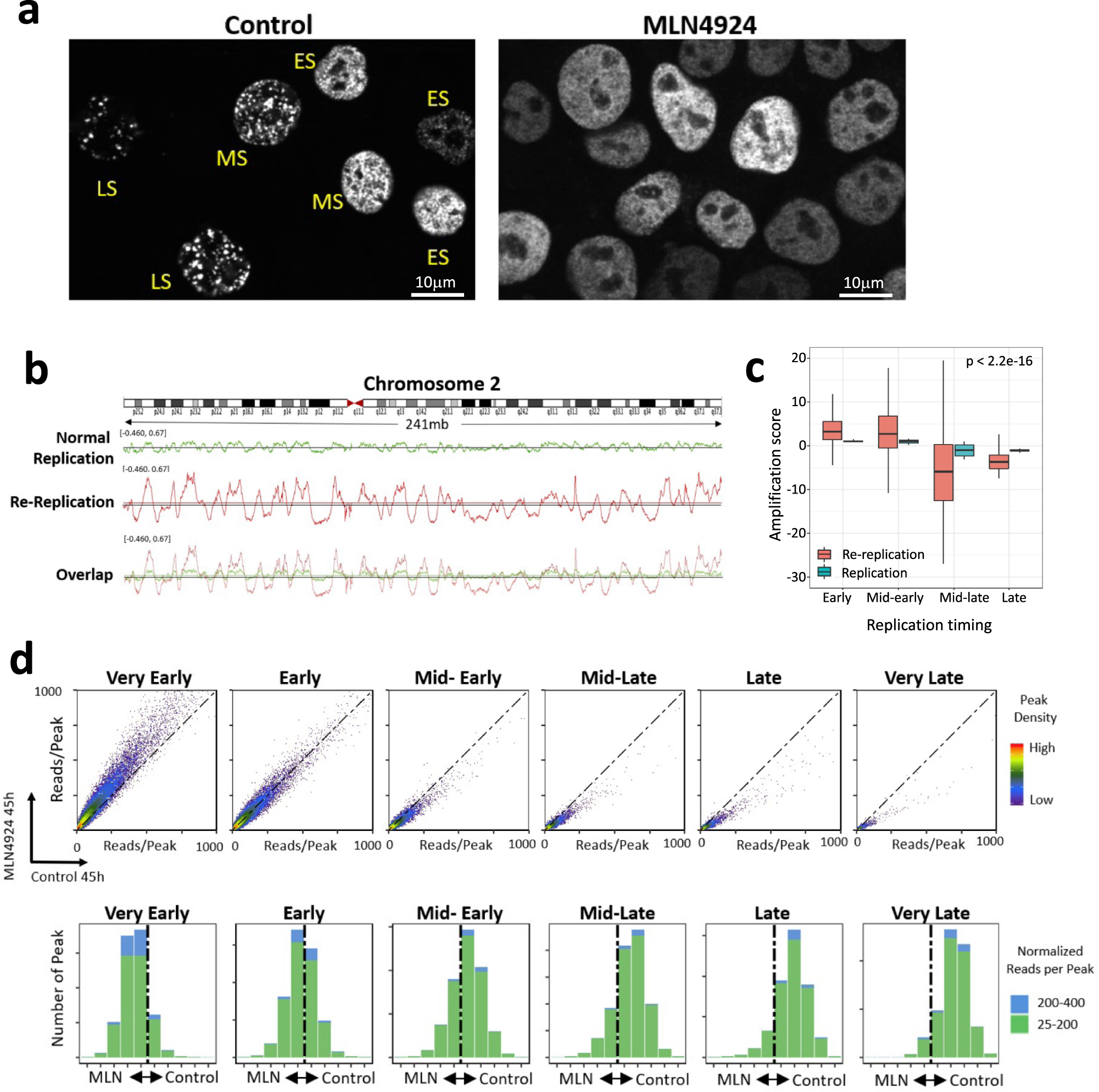 Fig. 4: Replication origins that initiate replication early during normal mitotic growth are over-activated during re-replication.