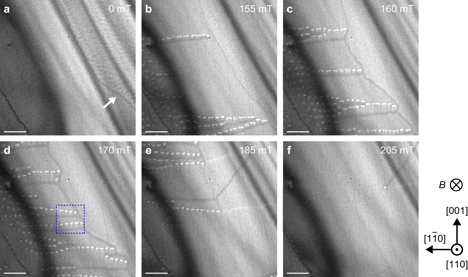 Fig. 2: Development of magnetic structures in the Co8.5Zn7.5Mn4(110) thin film with t ~50 nm.