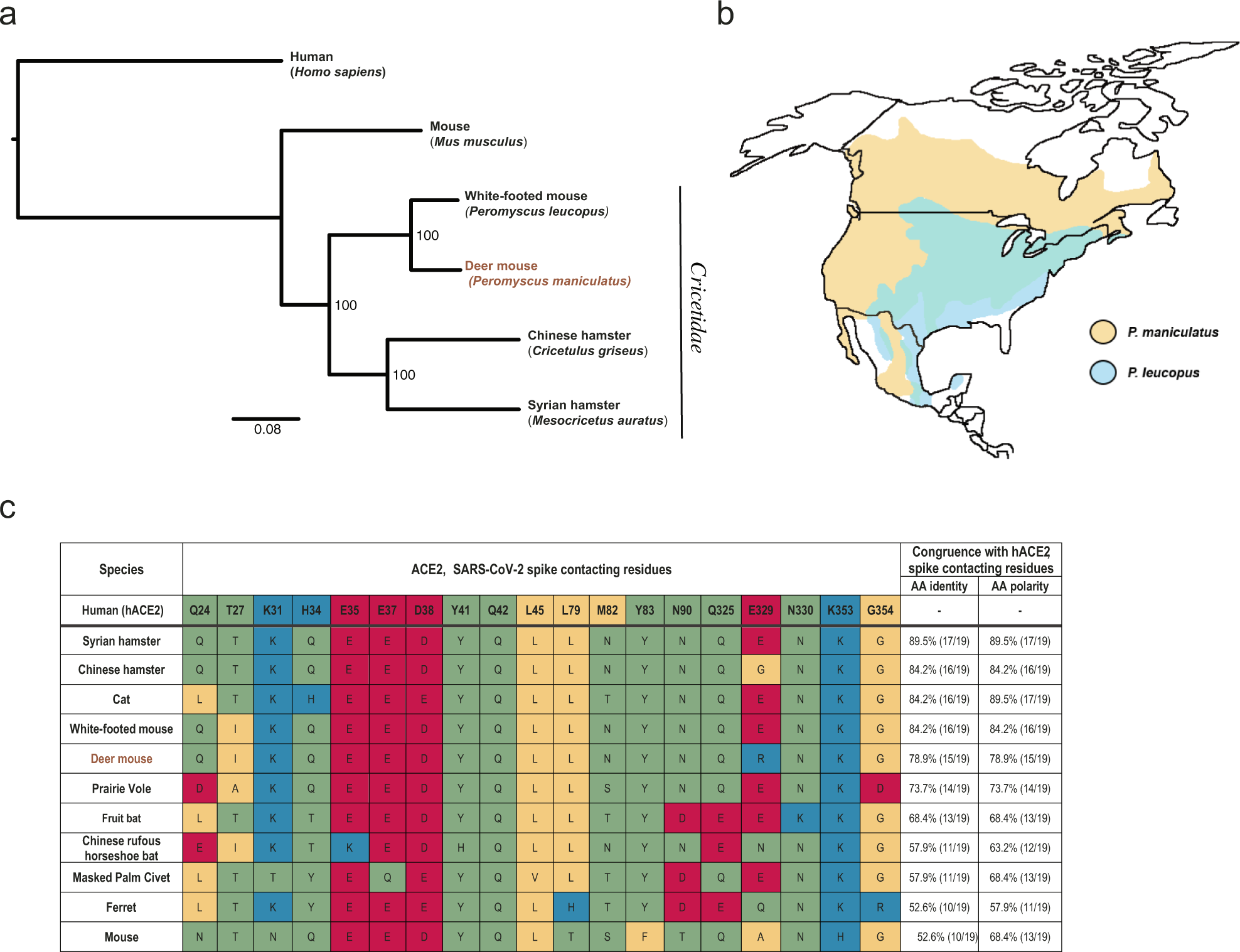 Sars Cov 2 Infection And Transmission In The North American Deer Mouse Nature Communications