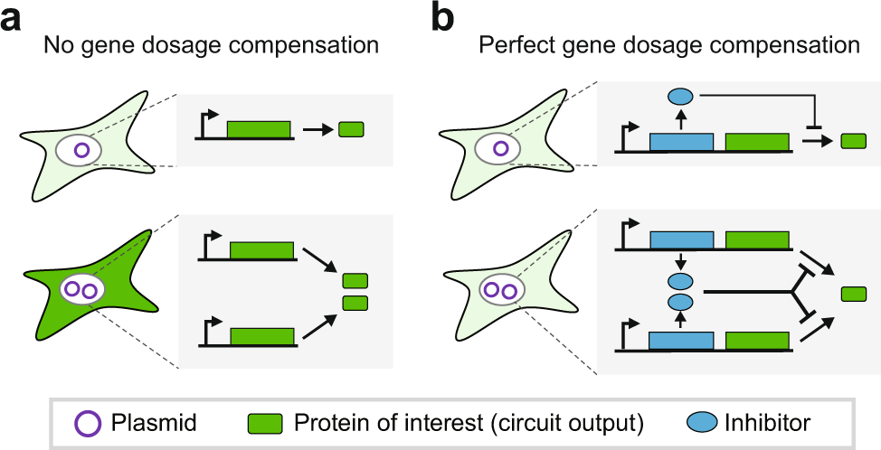 A synthetic circuit for buffering gene dosage variation between individual  mammalian cells | Nature Communications