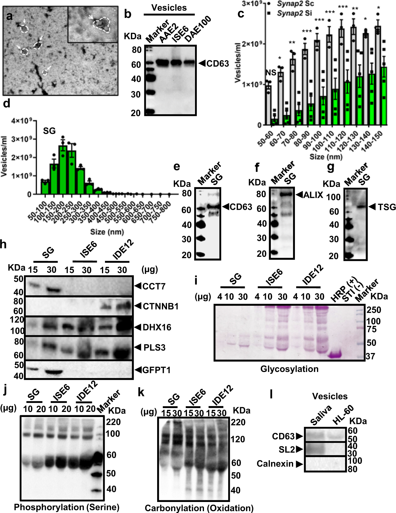 Tick extracellular vesicles enable arthropod feeding and promote distinct  outcomes of bacterial infection | Nature Communications