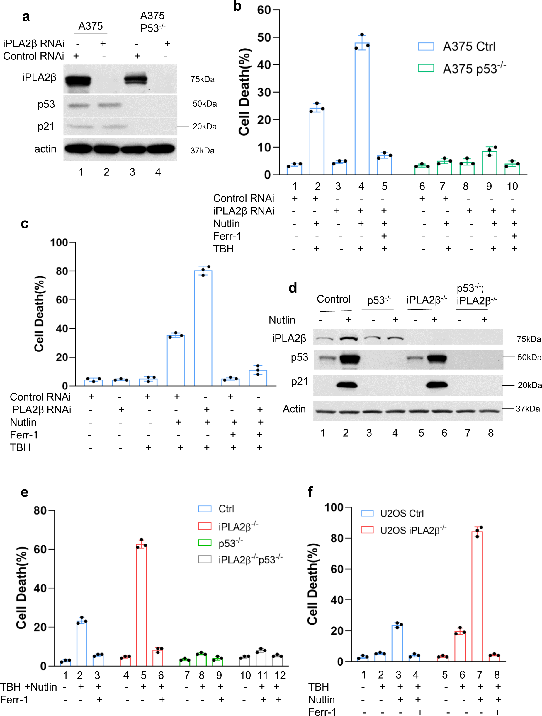 Fig. 5: iPLA2β acts as a major suppressor of p53-mediated ferroptosis.