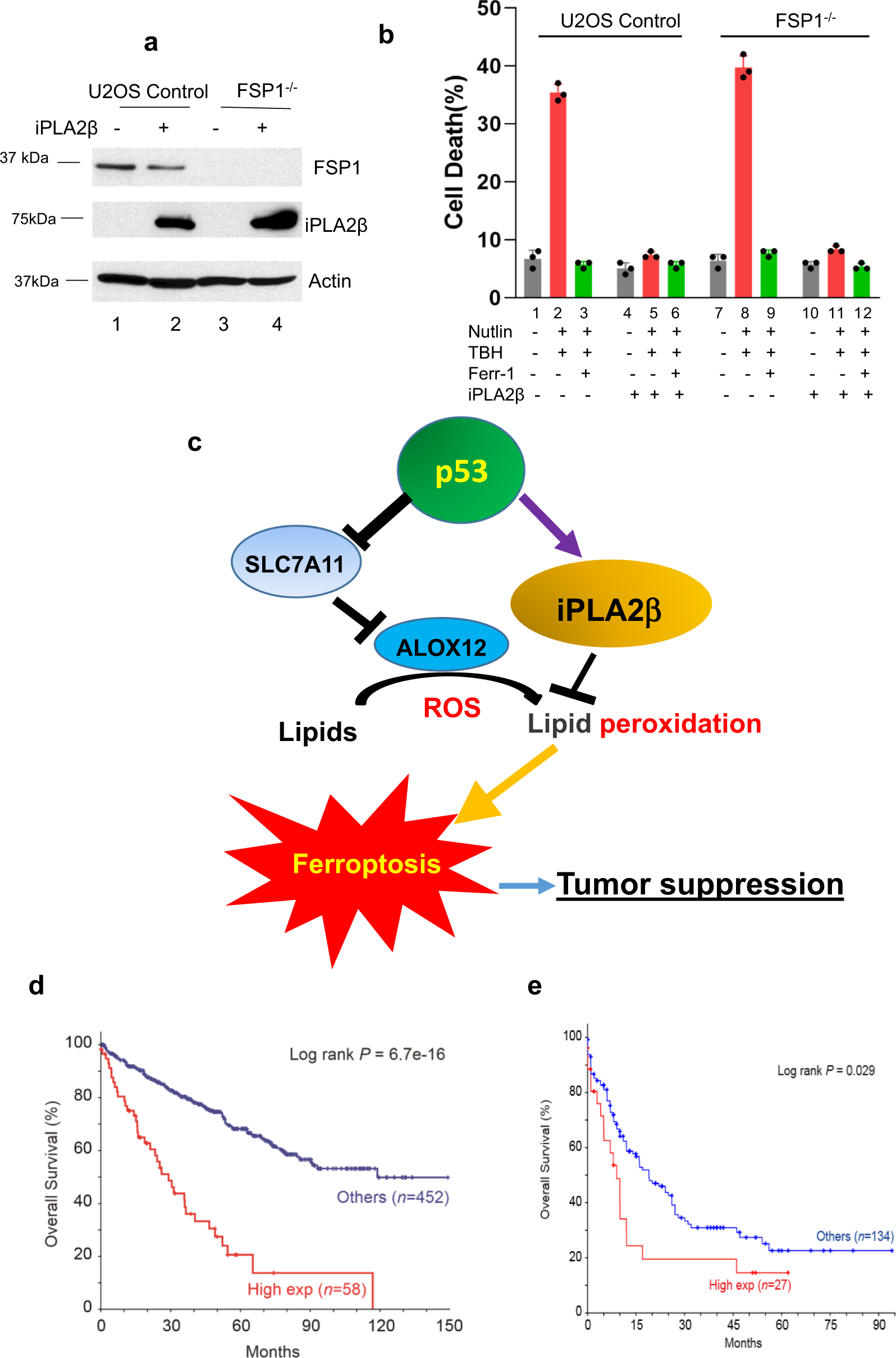 Fig. 8: The roles of ALOX12 and iPLA2β in regulating p53-mediated ferroptosis.