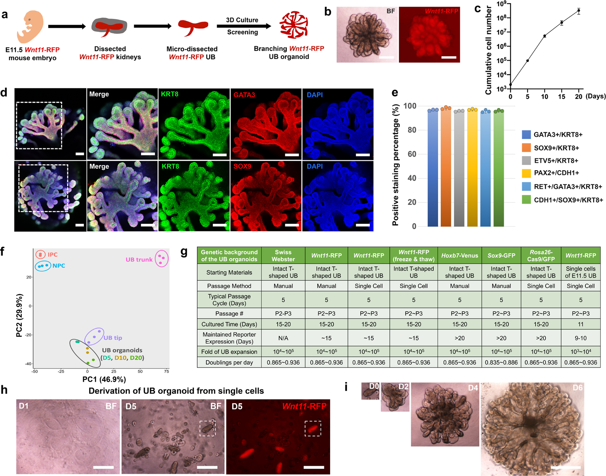 Generation of patterned kidney organoids that recapitulate the ...