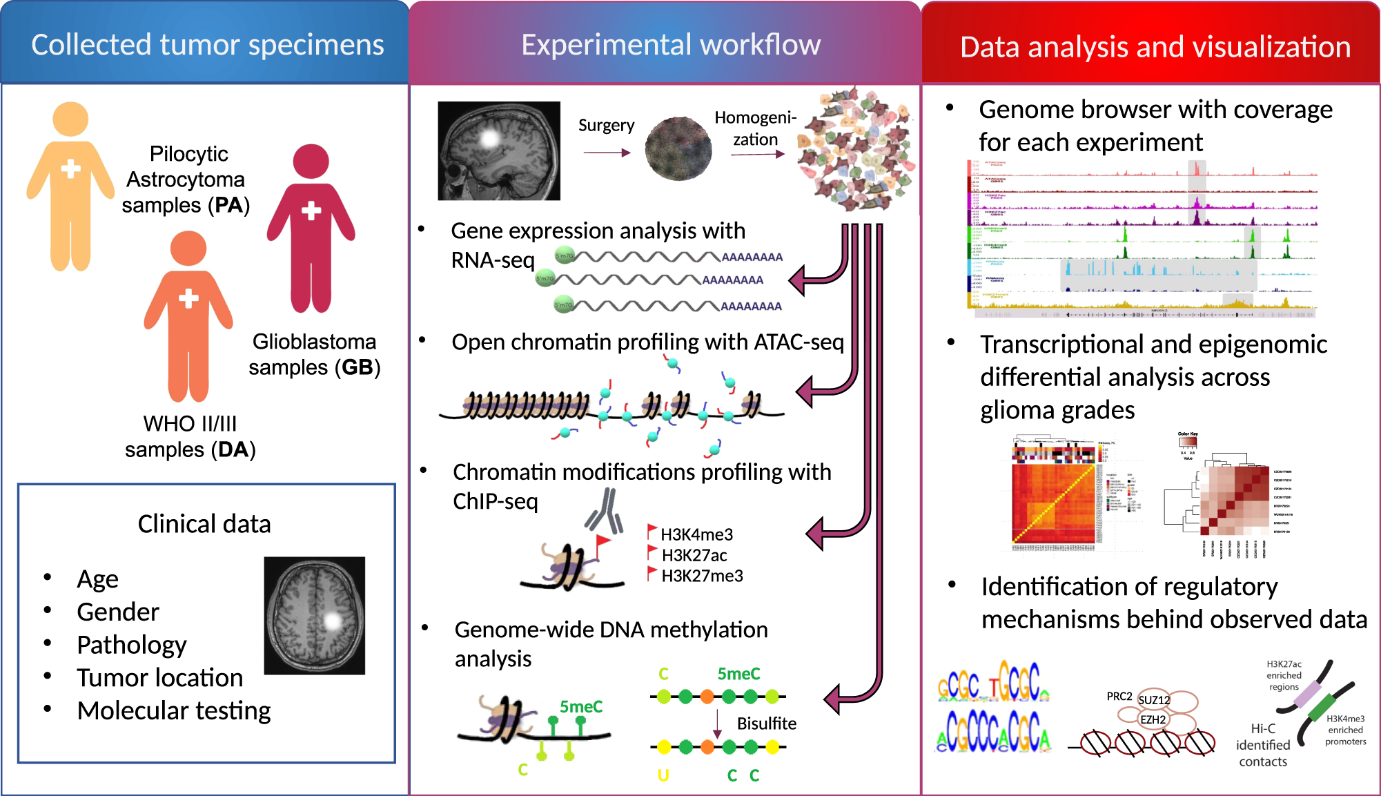 Mapping chromatin accessibility and active regulatory elements reveals  pathological mechanisms in human gliomas | Nature Communications