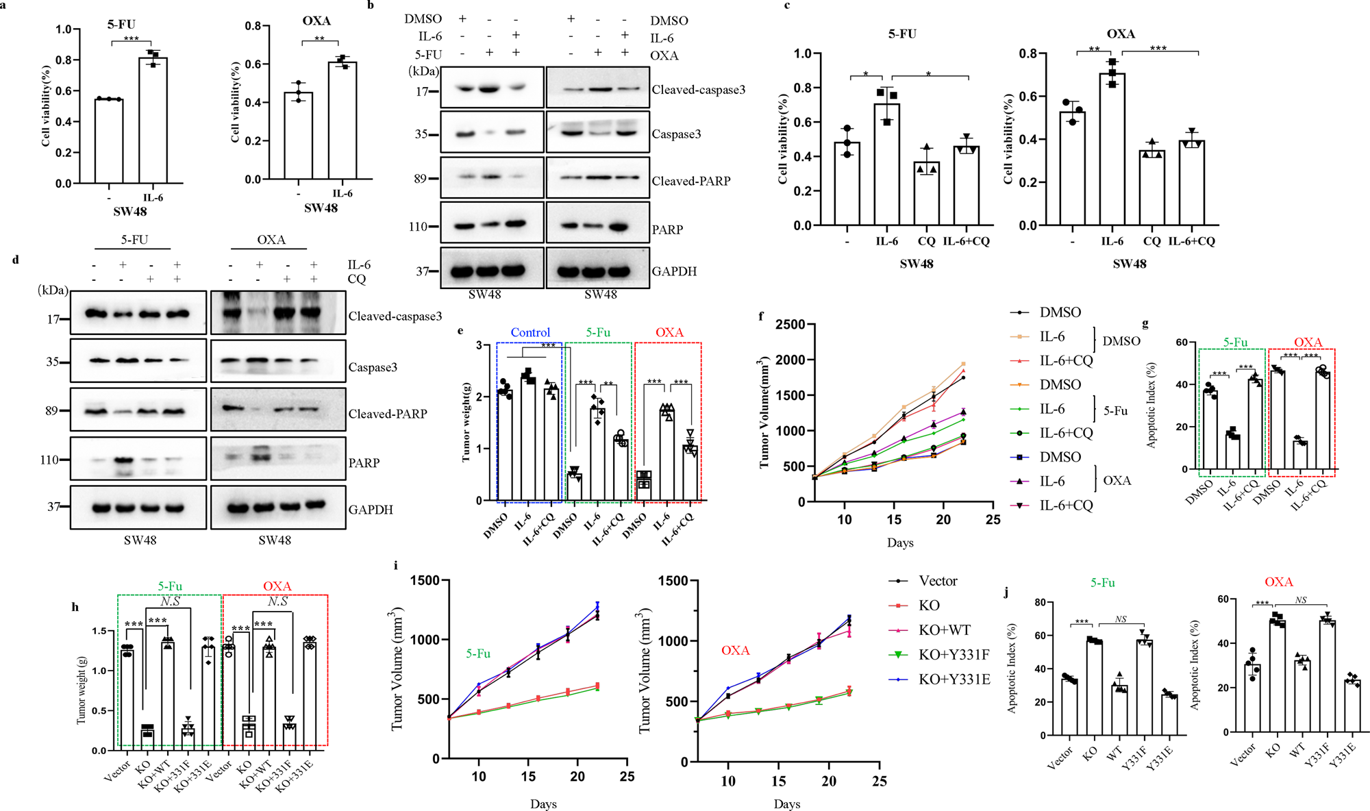 Fig. 5: IL-6-induced BECN1 Y333 phosphorylation promotes cancer chemotherapy resistance.