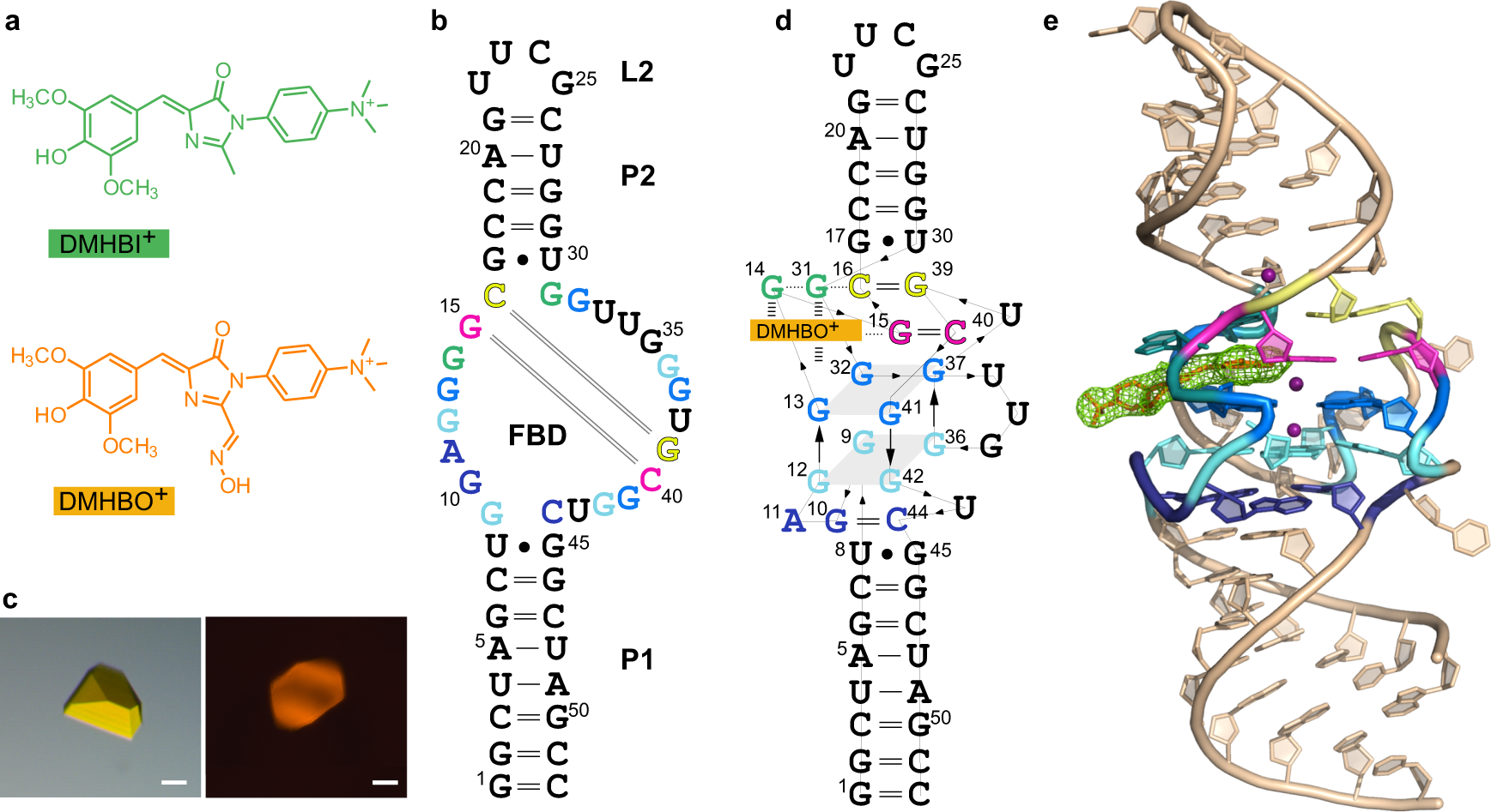 Large Stokes Shift Fluorescence Activation In An Rna Aptamer By Intermolecular Proton Transfer To Guanine Nature Communications
