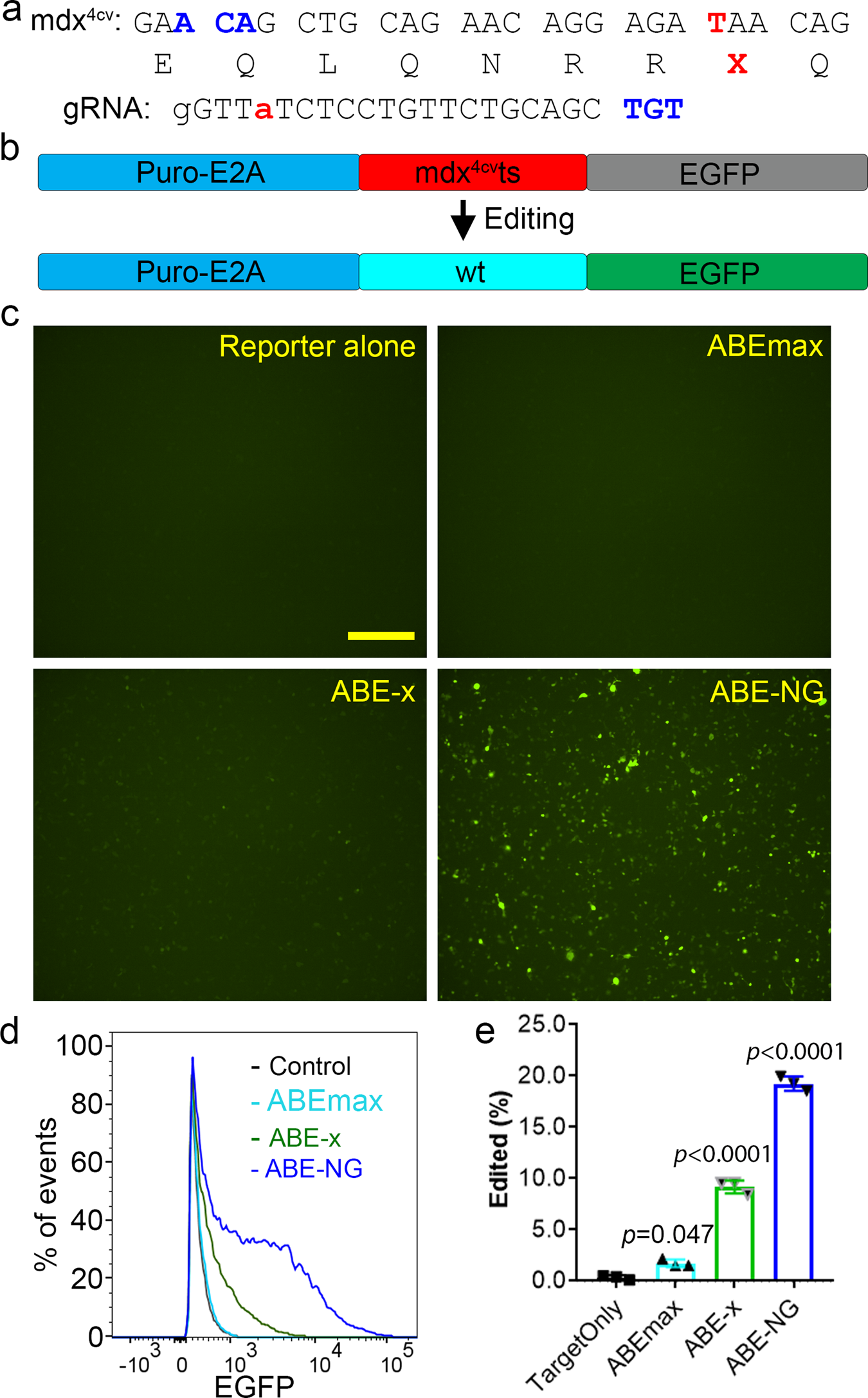 Fig. 1: In vitro studies of mdx4cv mutation correction using ABE-NG.