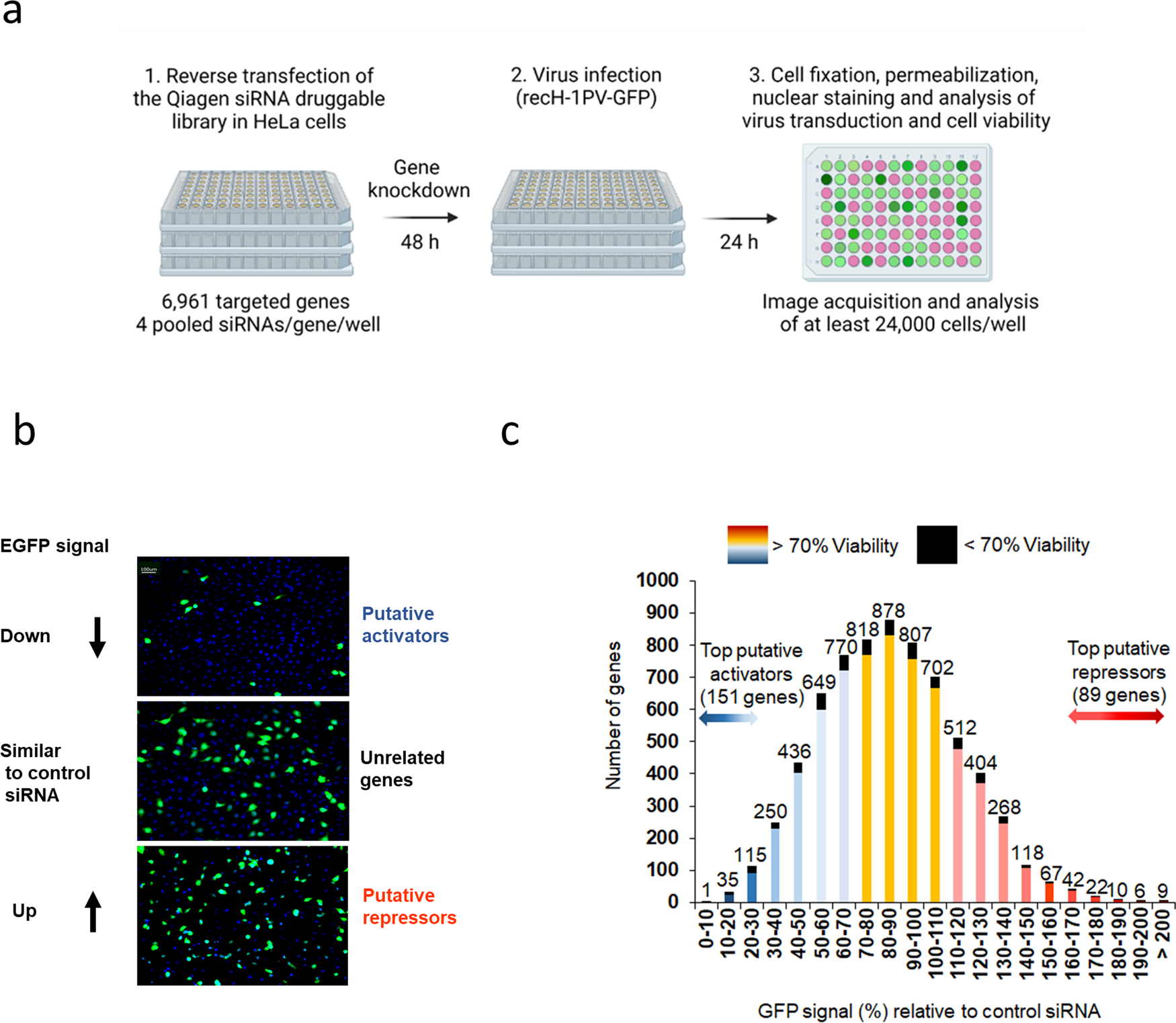 Cape Annual feel Oncolytic H-1 parvovirus binds to sialic acid on laminins for cell attachment and entry | Nature Communications Cape Annual feel Oncolytic H-1 parvovirus binds to sialic acid on laminins for cell attachment and entry | Nature Communications