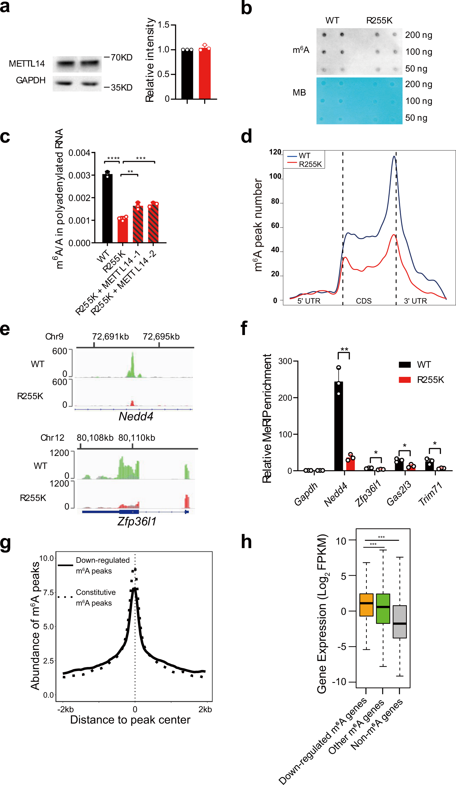 Fig. 2: METTL14 R255K decreases mRNA m6A modification.